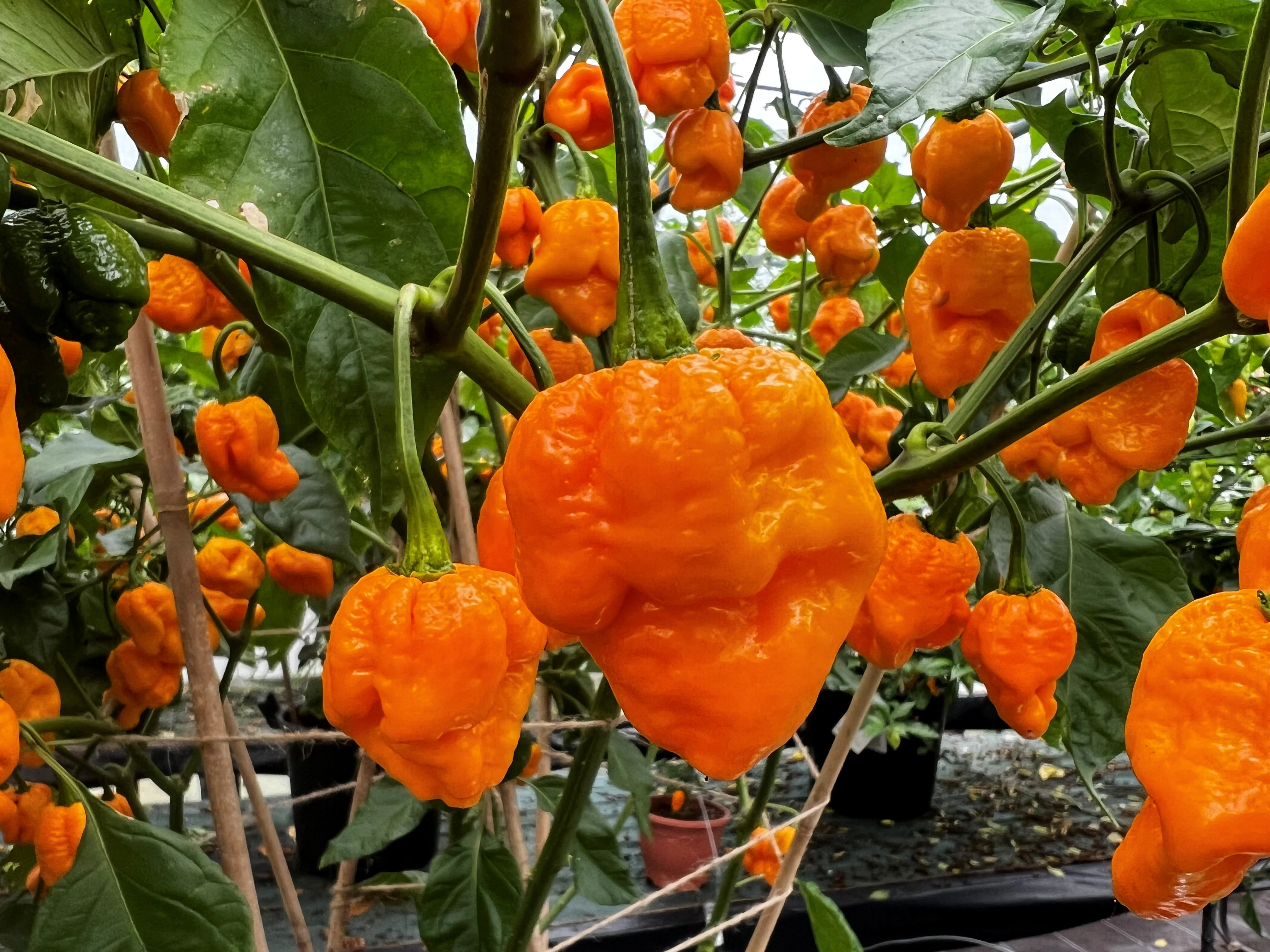 7 Pot Brain Strain (Yellow) Chilli Seeds - Image 2