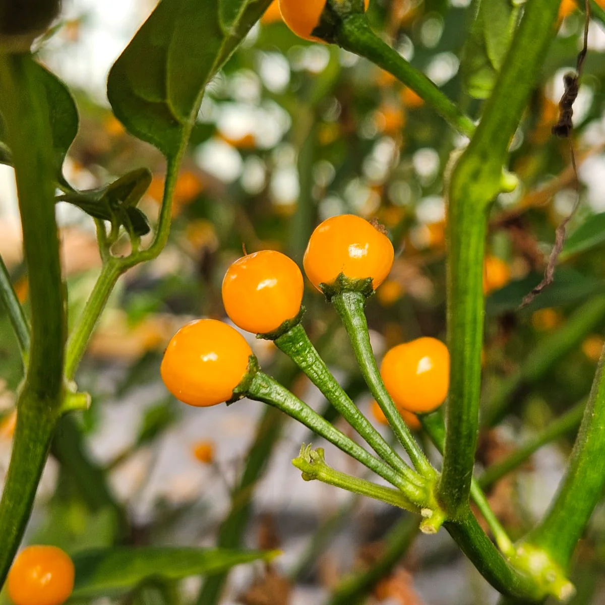 Aji Charapita Chilli Seeds - Image 2
