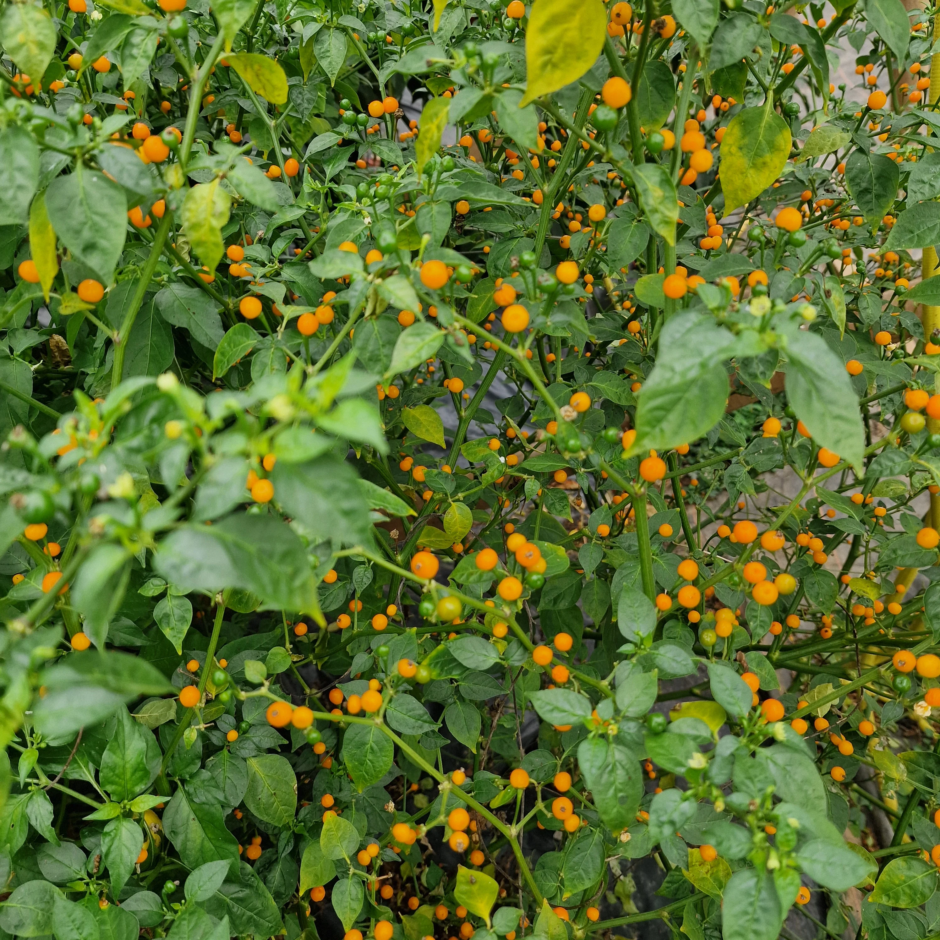 Aji Charapita Chilli Seeds - Image 3