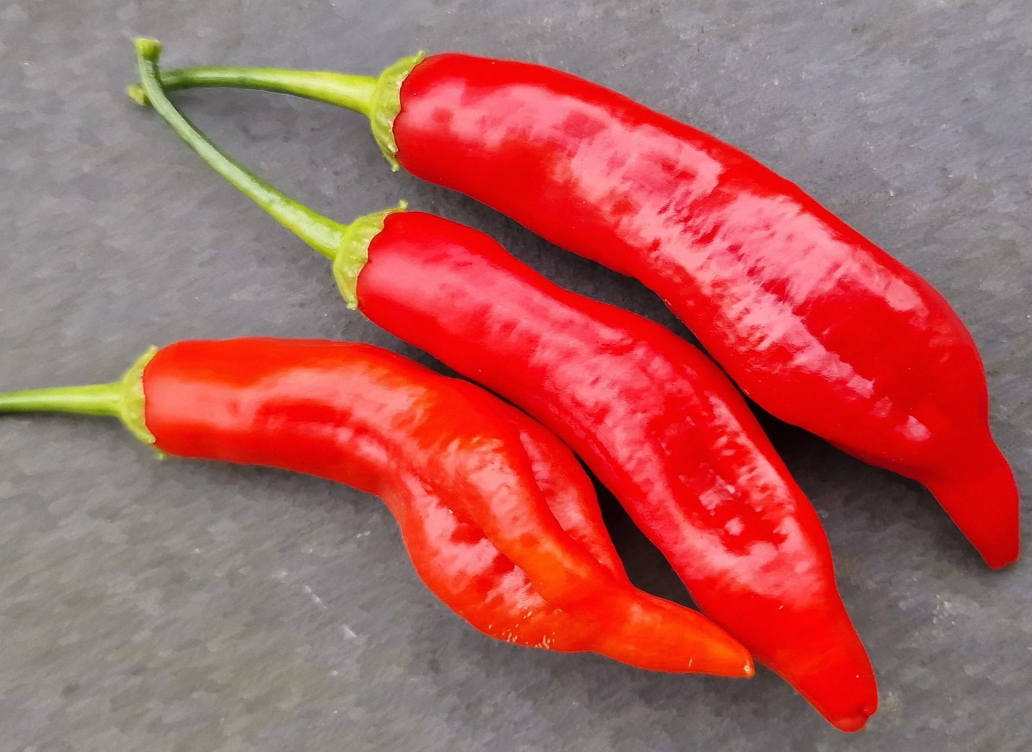 Aji Crystal Chilli Seeds - Image 2