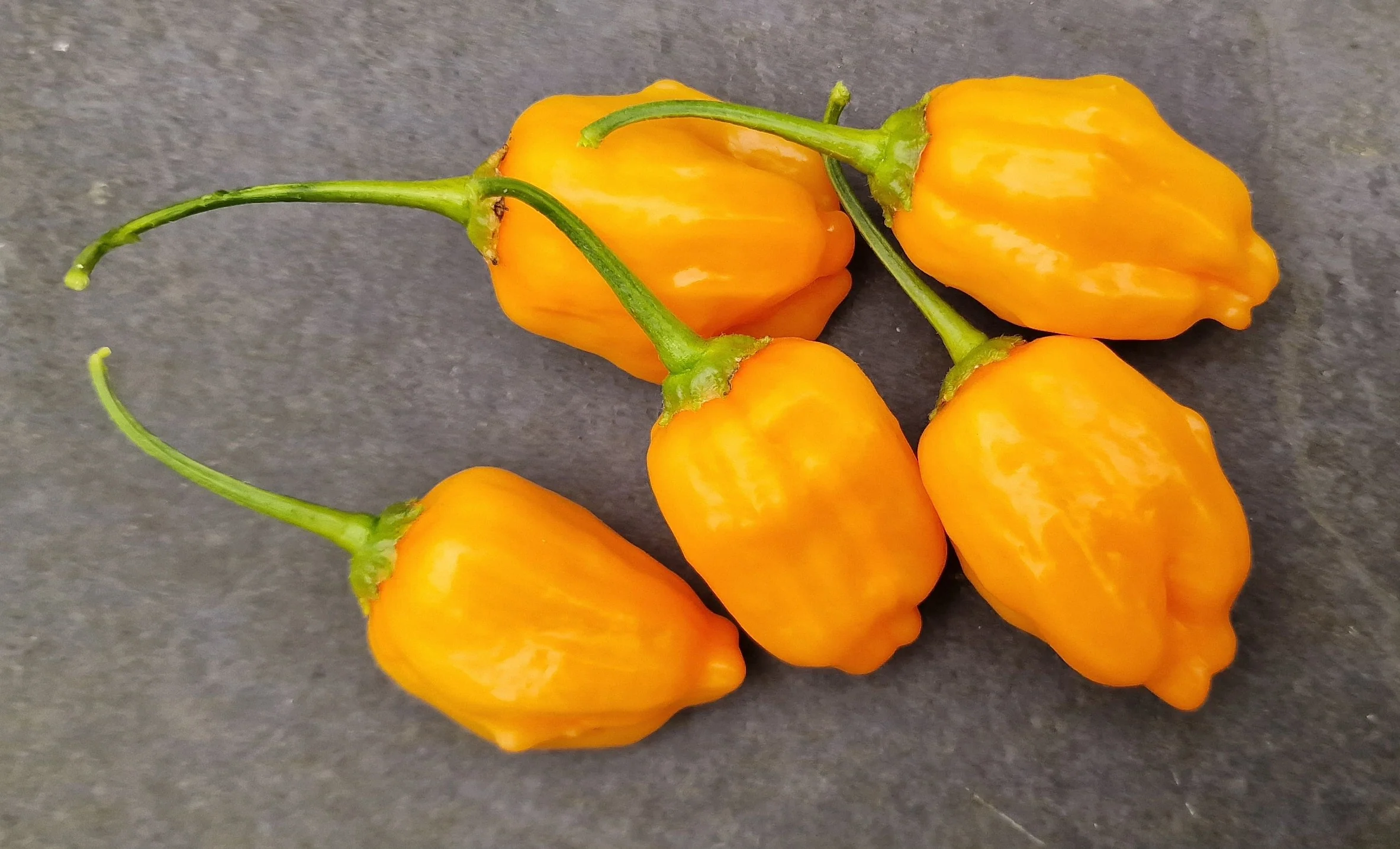 Aji Mango Chilli Seeds - Image 2