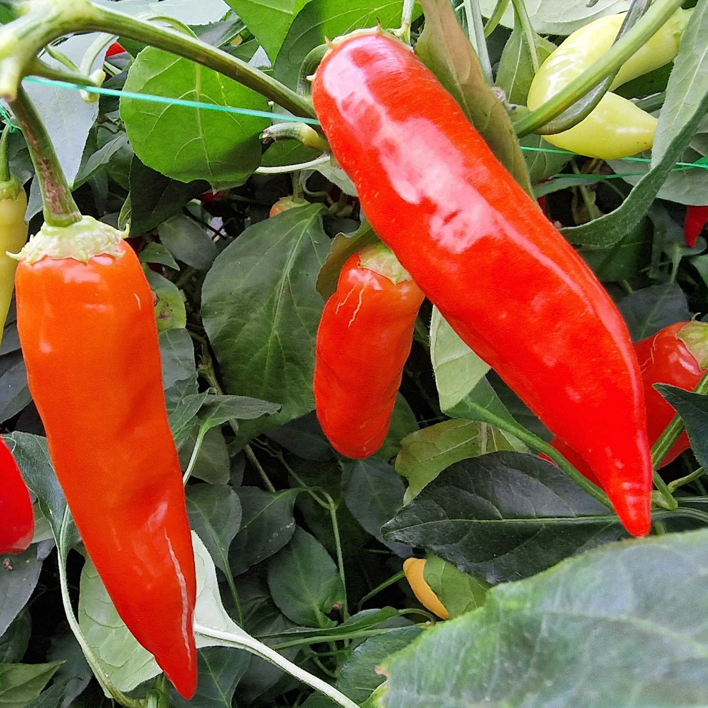 Aji Red 1 Litre Pot Plant - Image 2