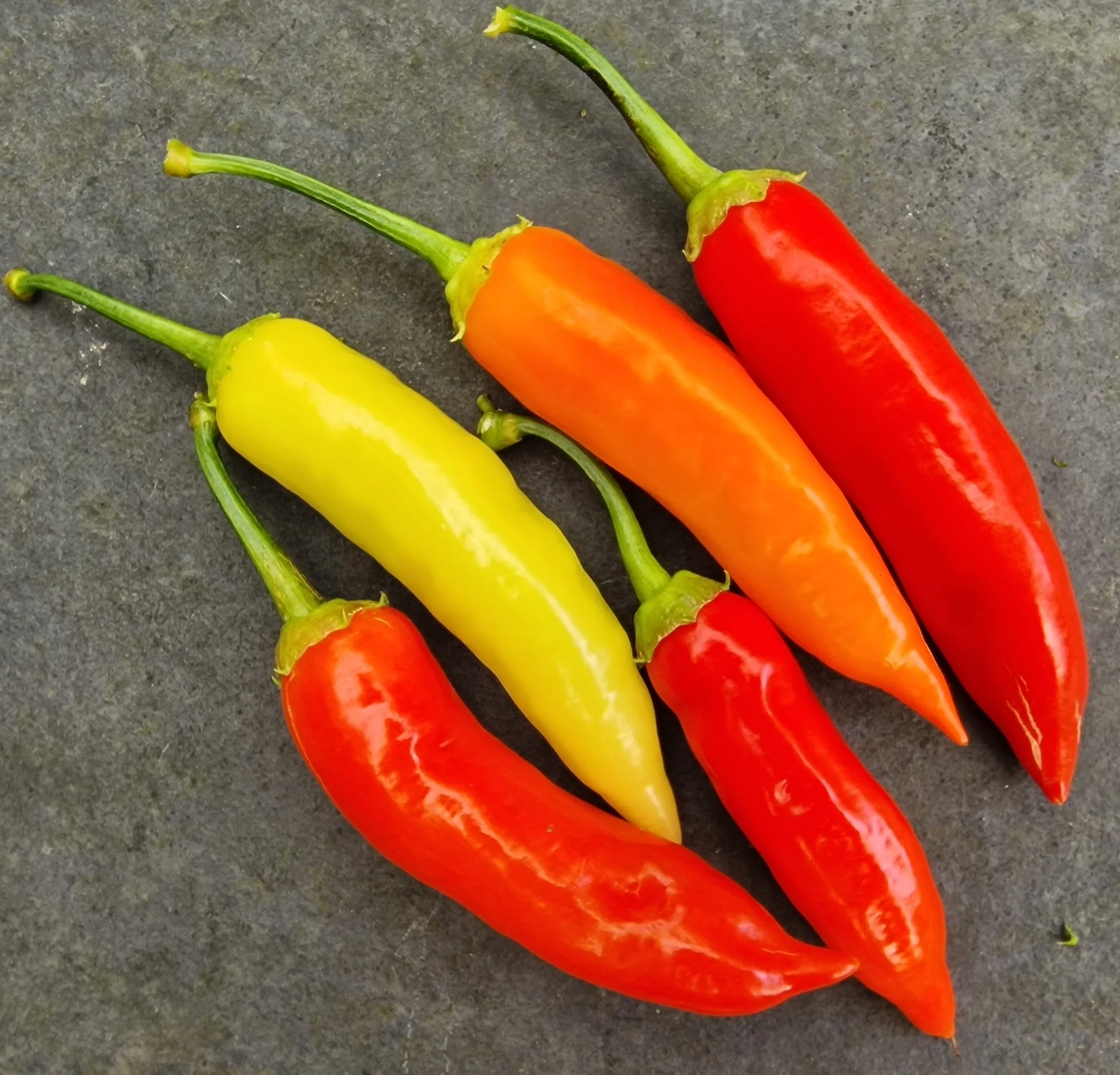Aji Red 1 Litre Pot Plant - Image 3