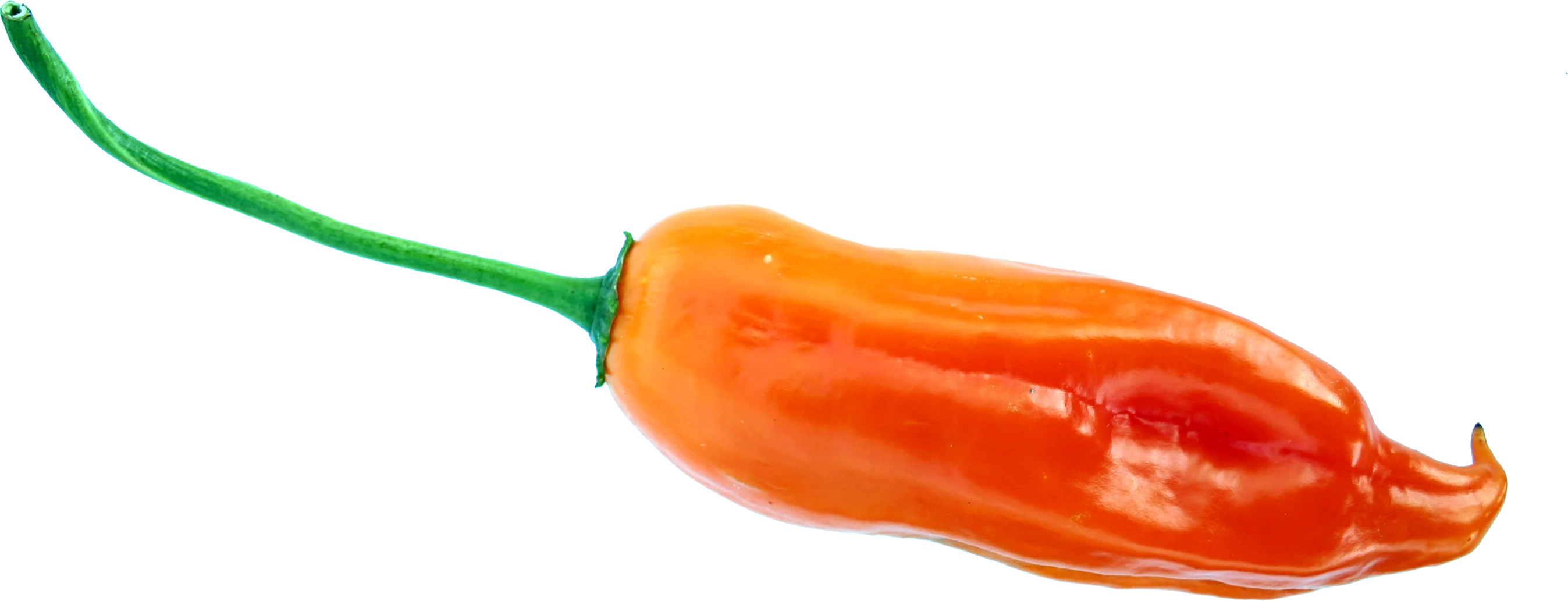 Aji Red Chilli Seeds - Image 3