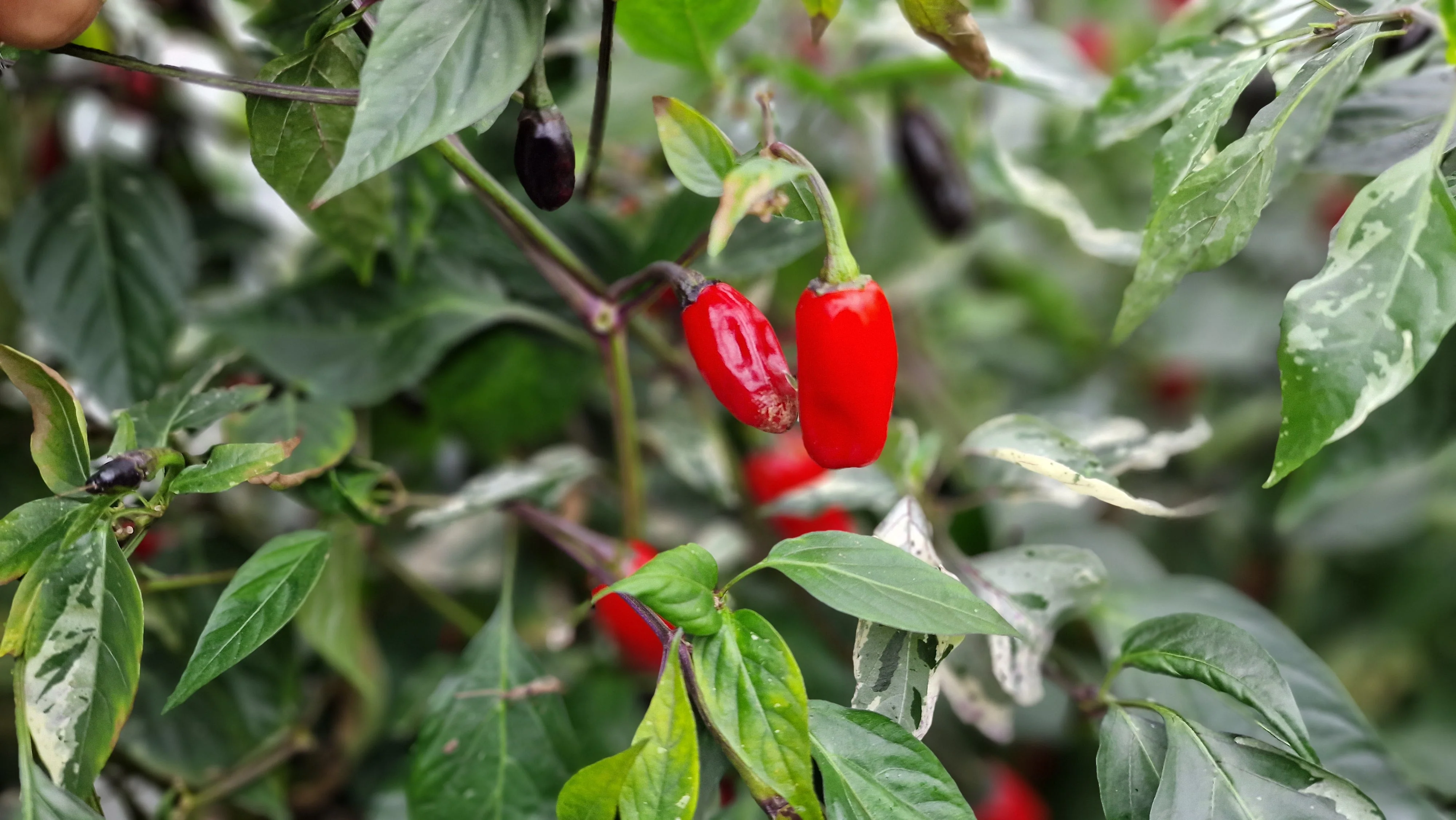 Aji Tricolour 1 Litre Pot Plant - Image 3