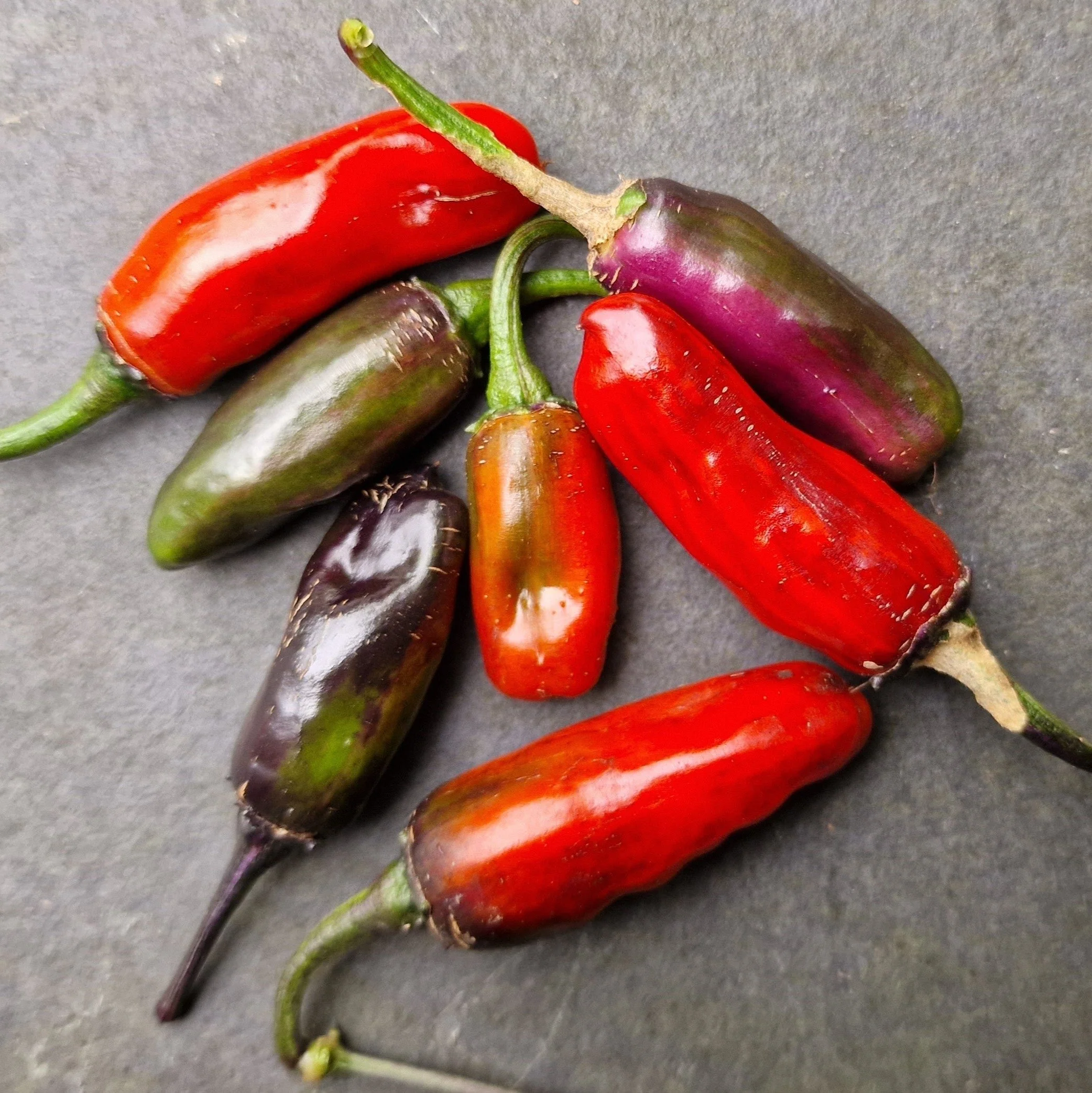 Aji Tricolour Chilli Seeds - Image 2