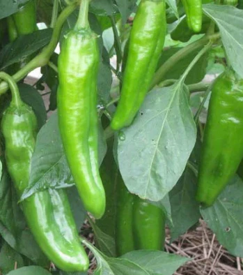 Anaheim Chilli Seeds - Image 3