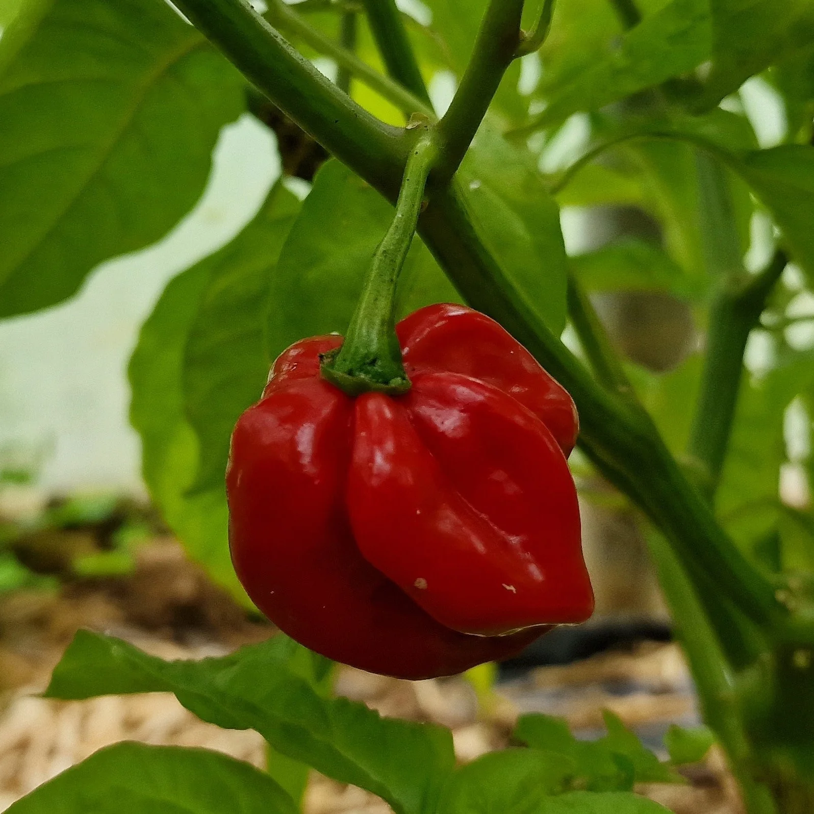 Antillais Caribbean Habanero 1 Litre Pot Plant - Image 2