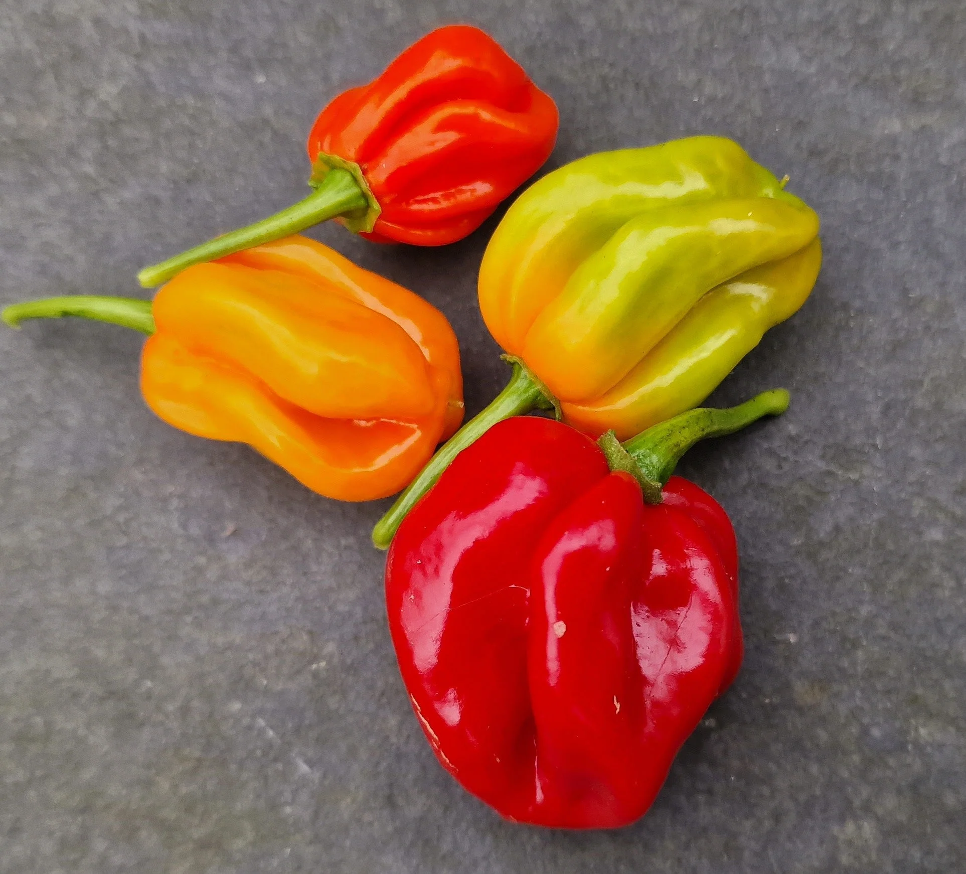 Antillais Caribbean Habanero 1 Litre Pot Plant - Image 3