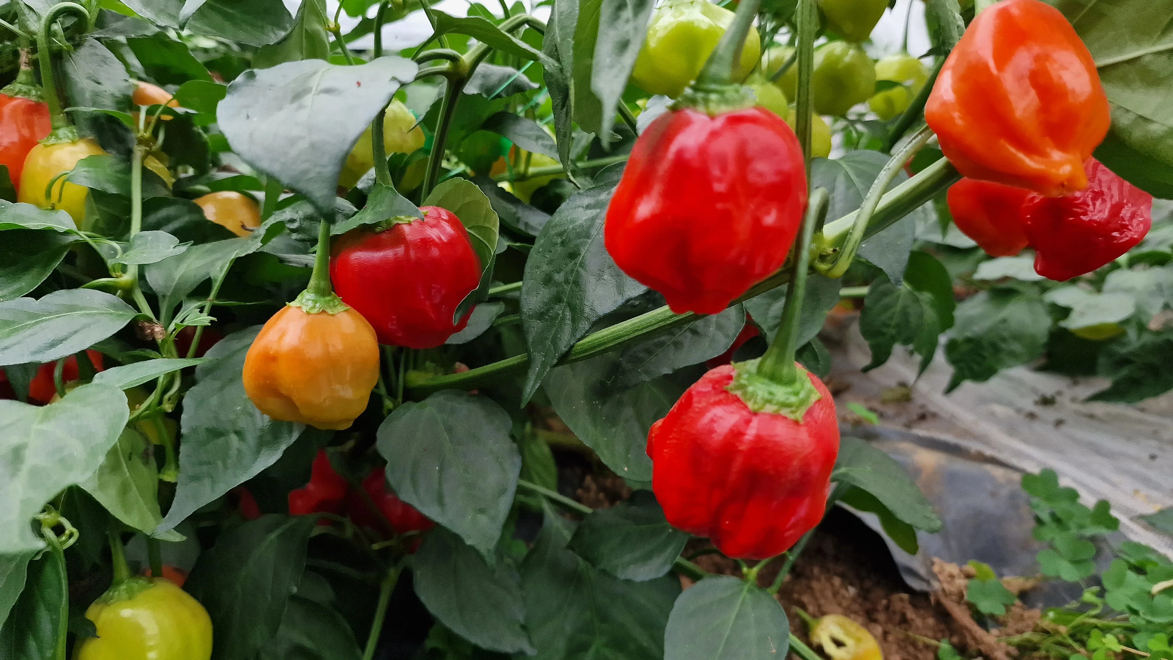 Apple Crisp Chilli Seeds - Image 2