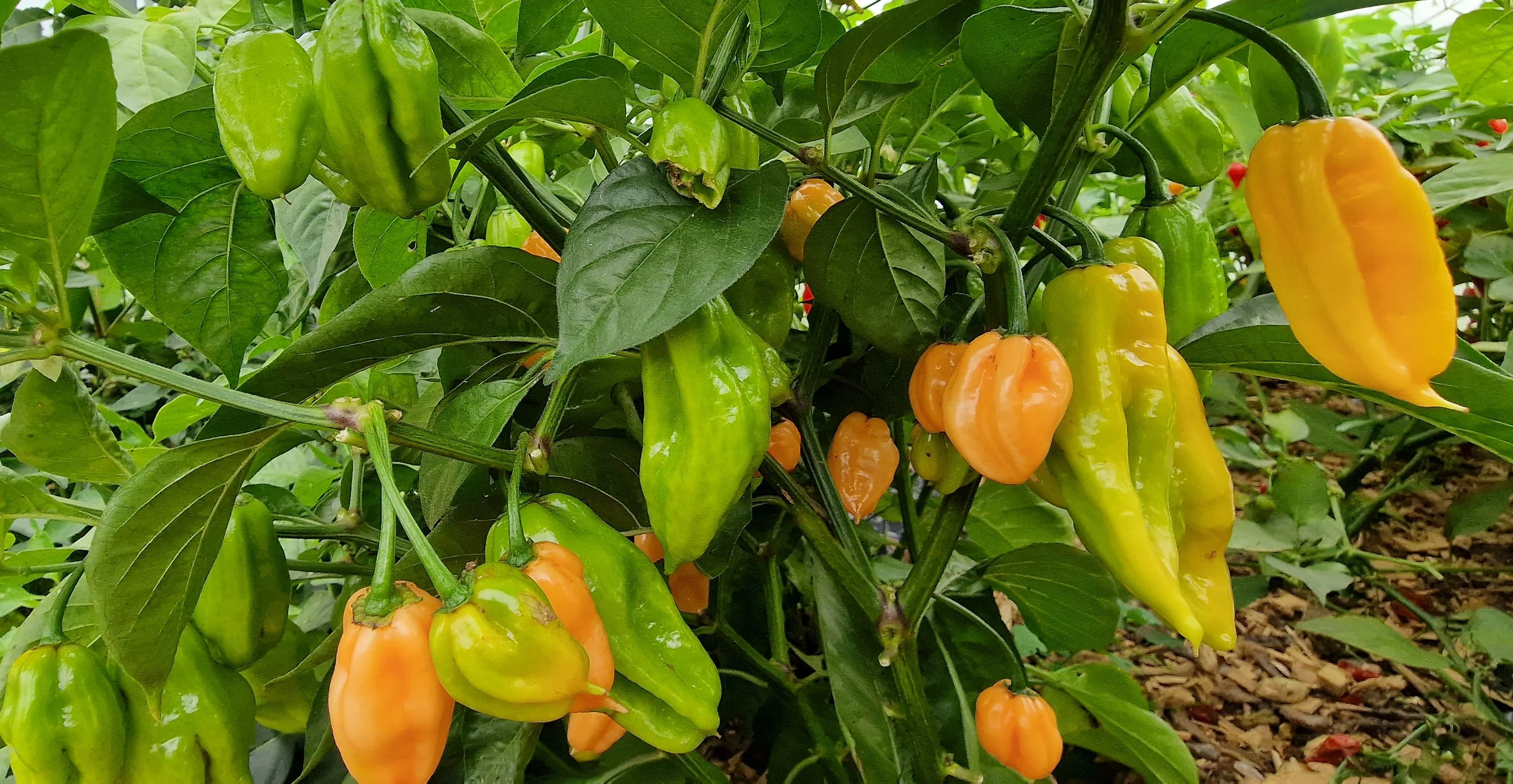 Apricot Habanero Chilli Seeds - Image 2