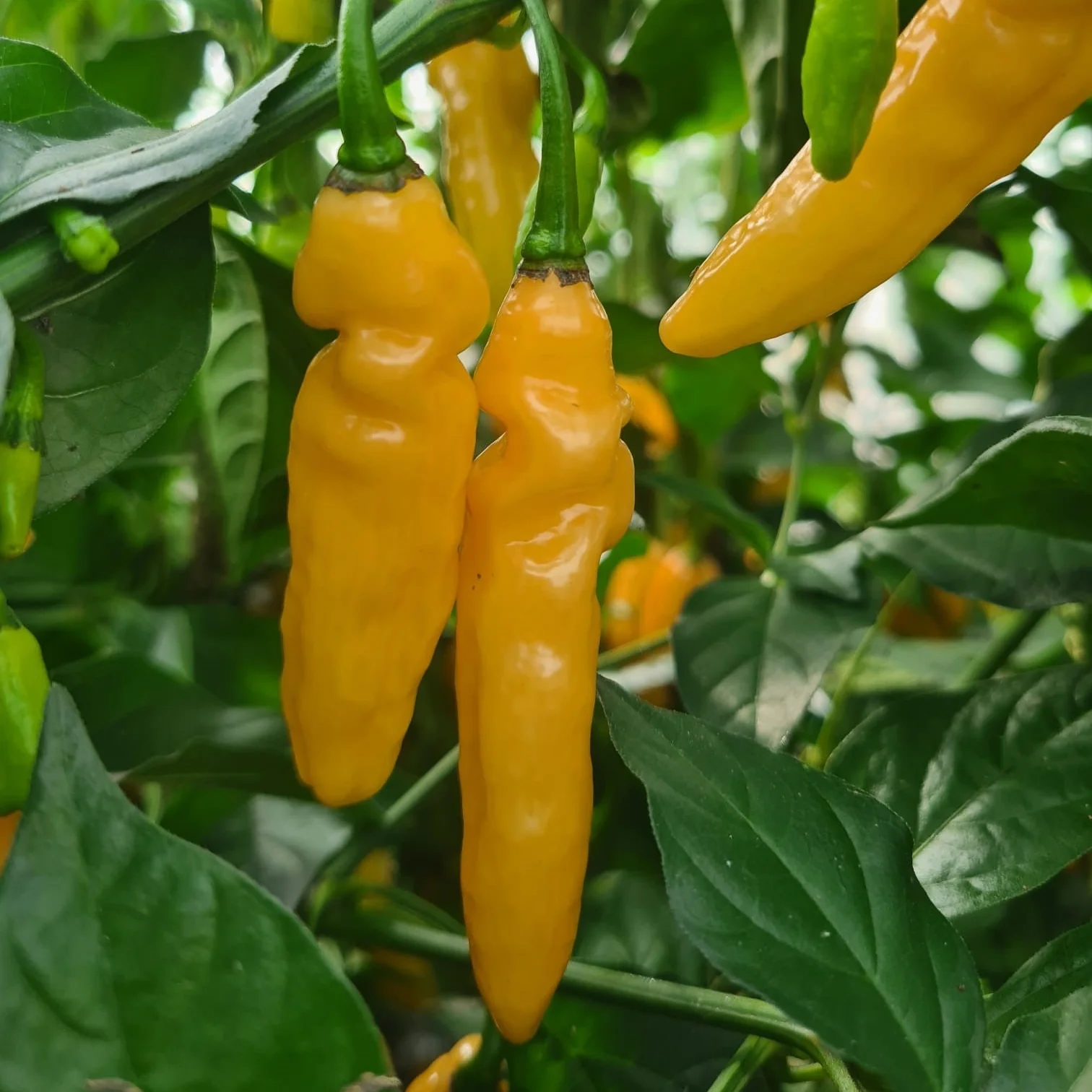 Marigold Habanero 1 Litre Pot Plant - Image 2