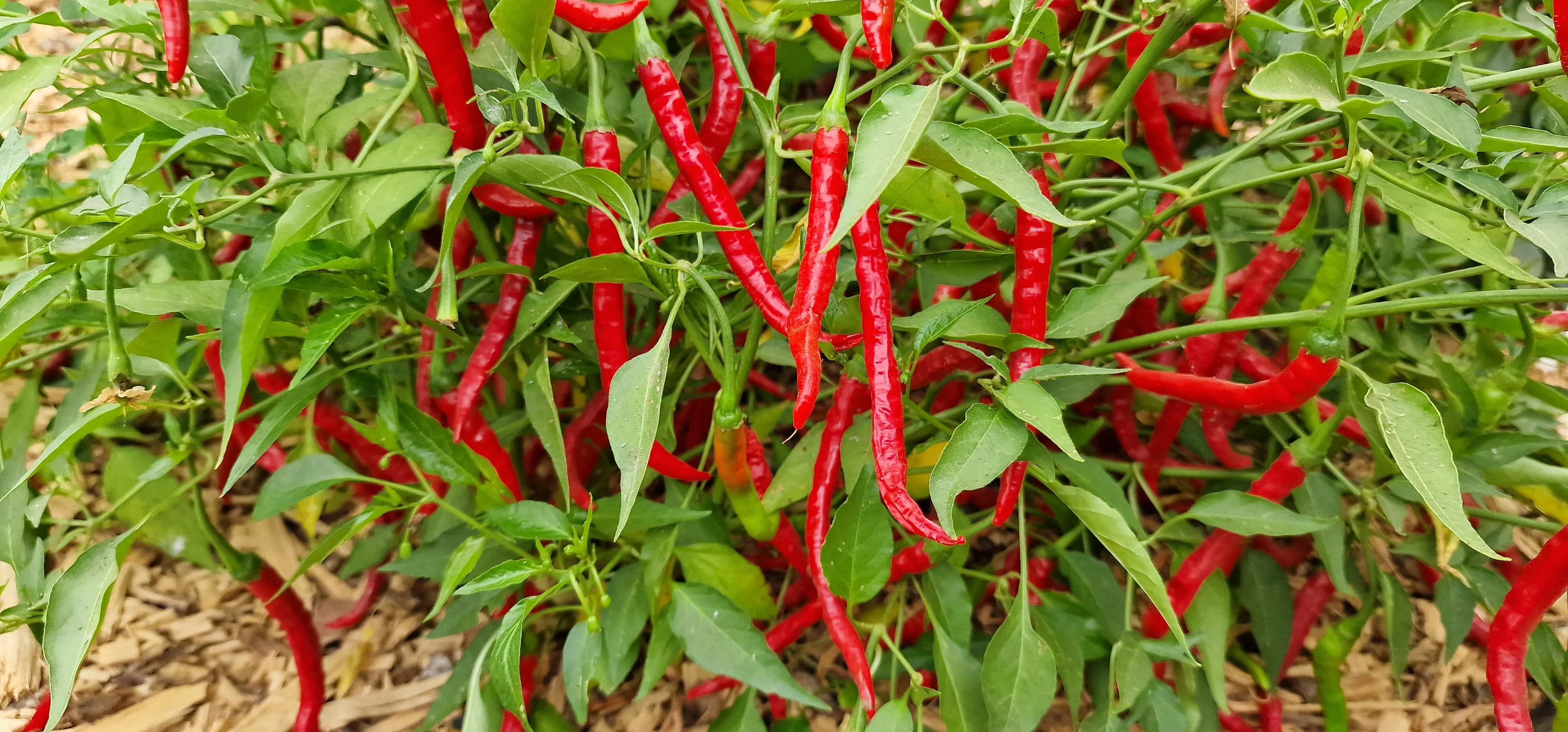 Bangalore Whippets Tail Chilli Seeds - Image 2