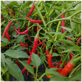 Bangalore Whippets Tail Chilli Seeds - Image 3
