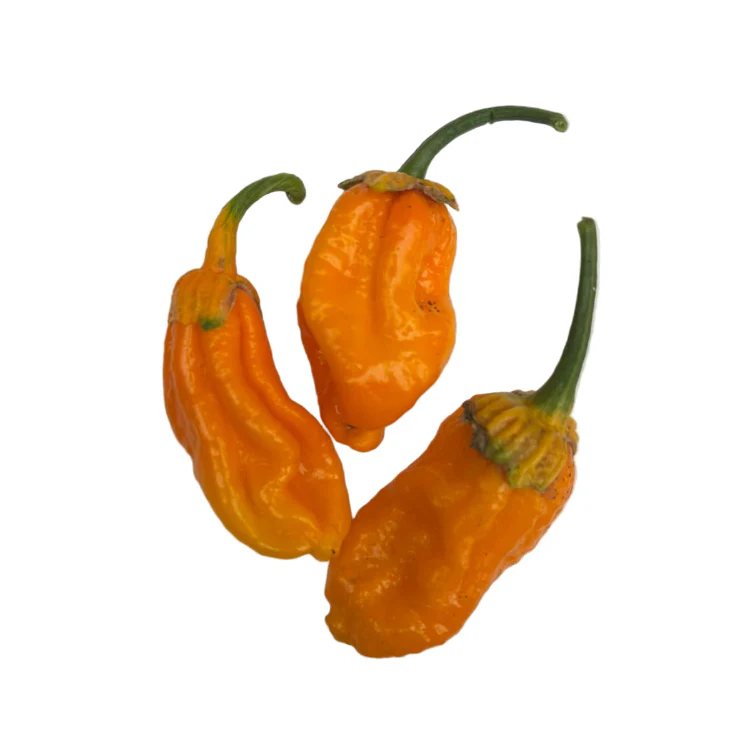 BBG Naga Yellow Chilli Seeds - Image 2