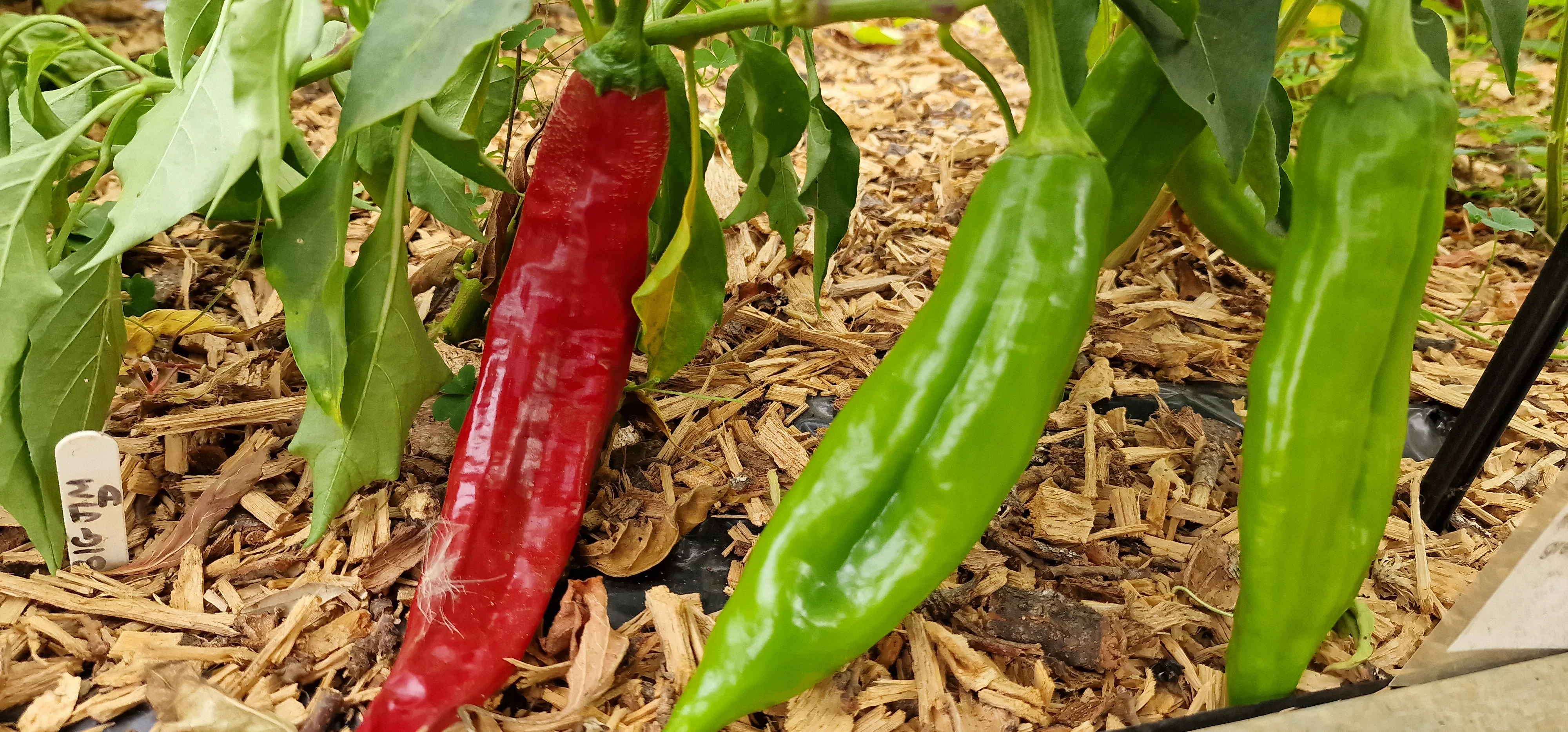 Big Jim Chilli Seeds - Image 2