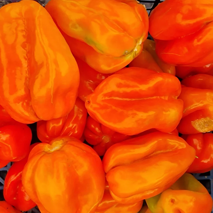 Big Red Sun Chilli Habanero Seeds - Image 2