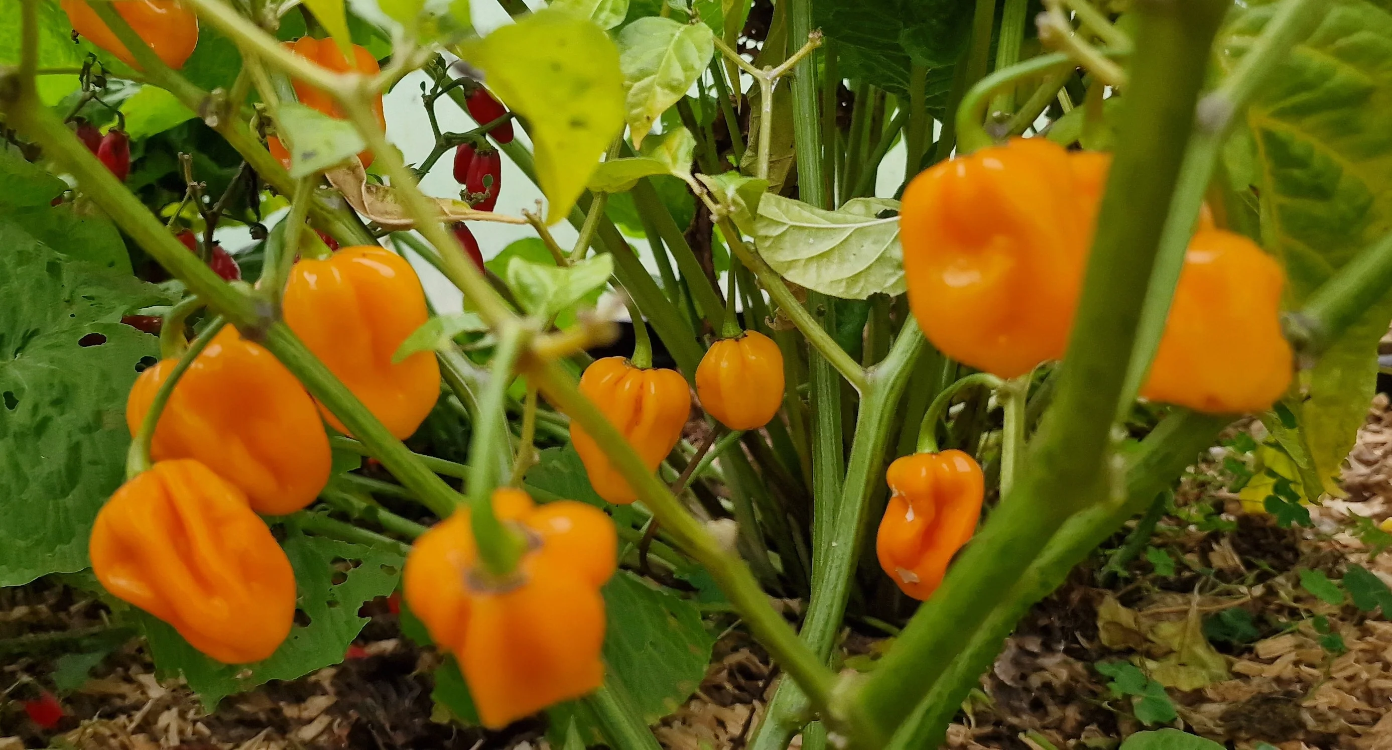 Big Sun Habanero Chilli Seeds - Image 2