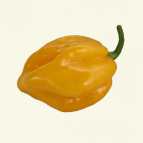Big Sun Habanero Chilli Seeds - Image 3
