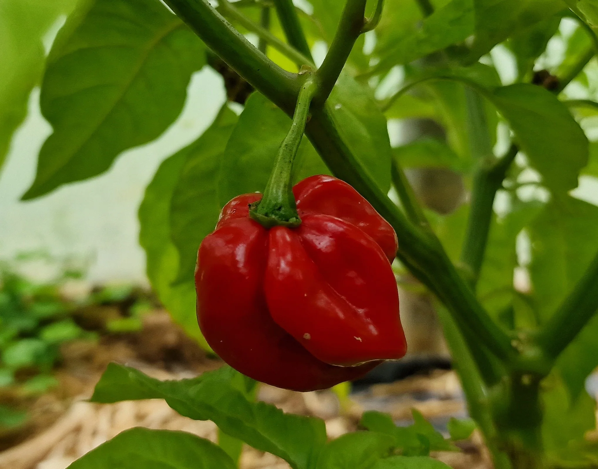 Antillais Caribbean Habanero 1 Litre Pot Plant - Pre-Order Now! - Image 2