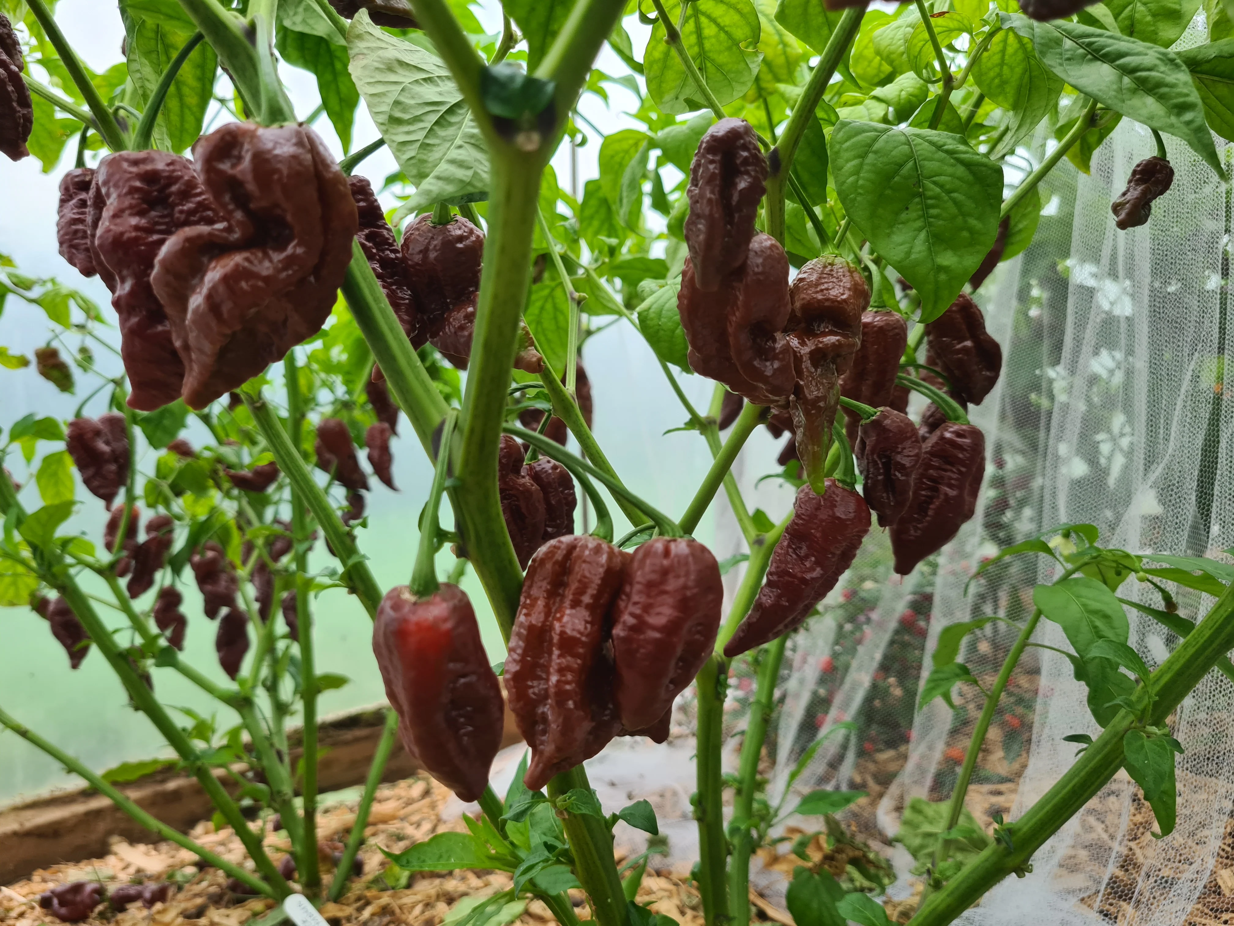 Big Black Mama Chilli Seeds - Image 2