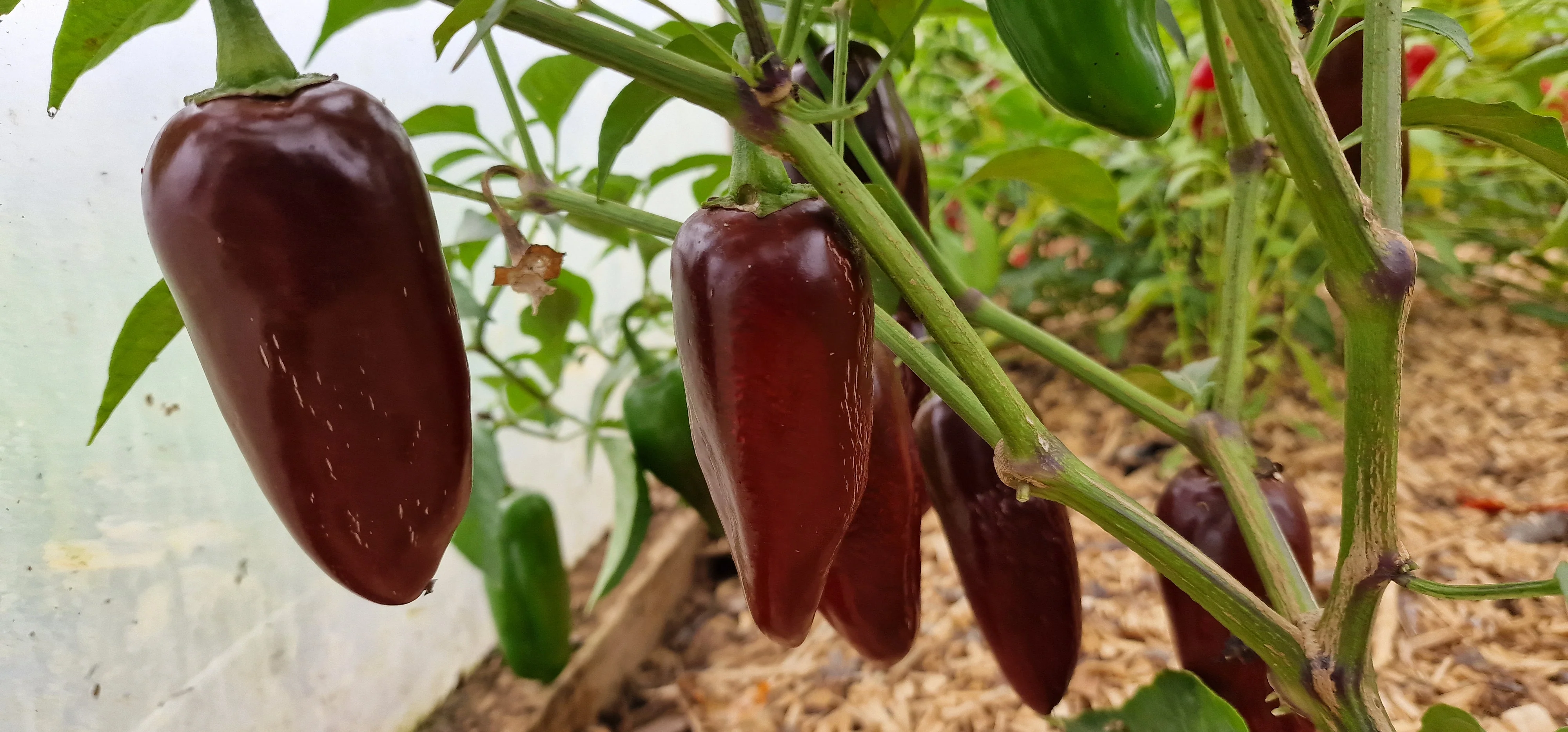 Brown Jalapeño Chilli Seeds - Image 2