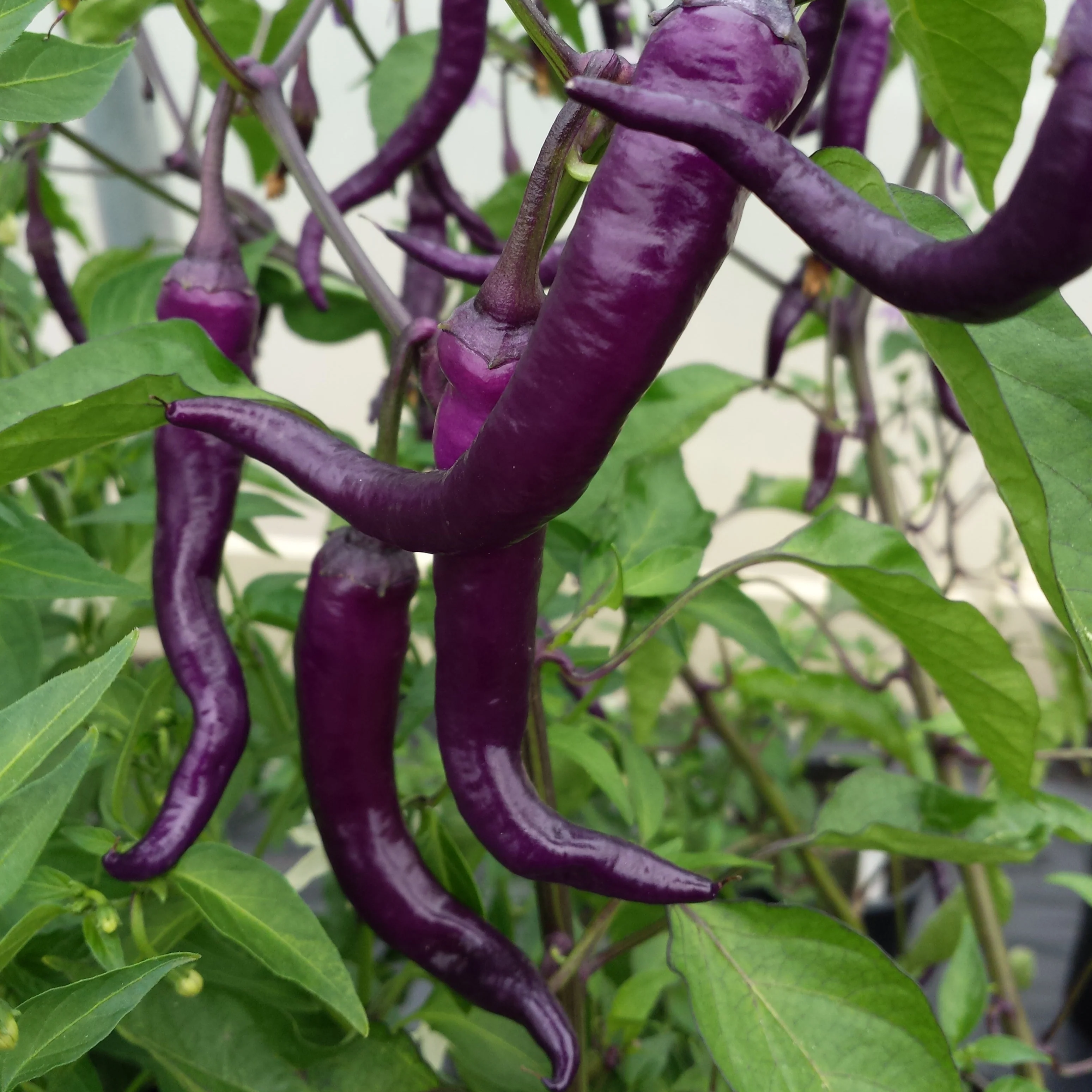 Buena Mulata 1 Litre Pot Plant - Image 2