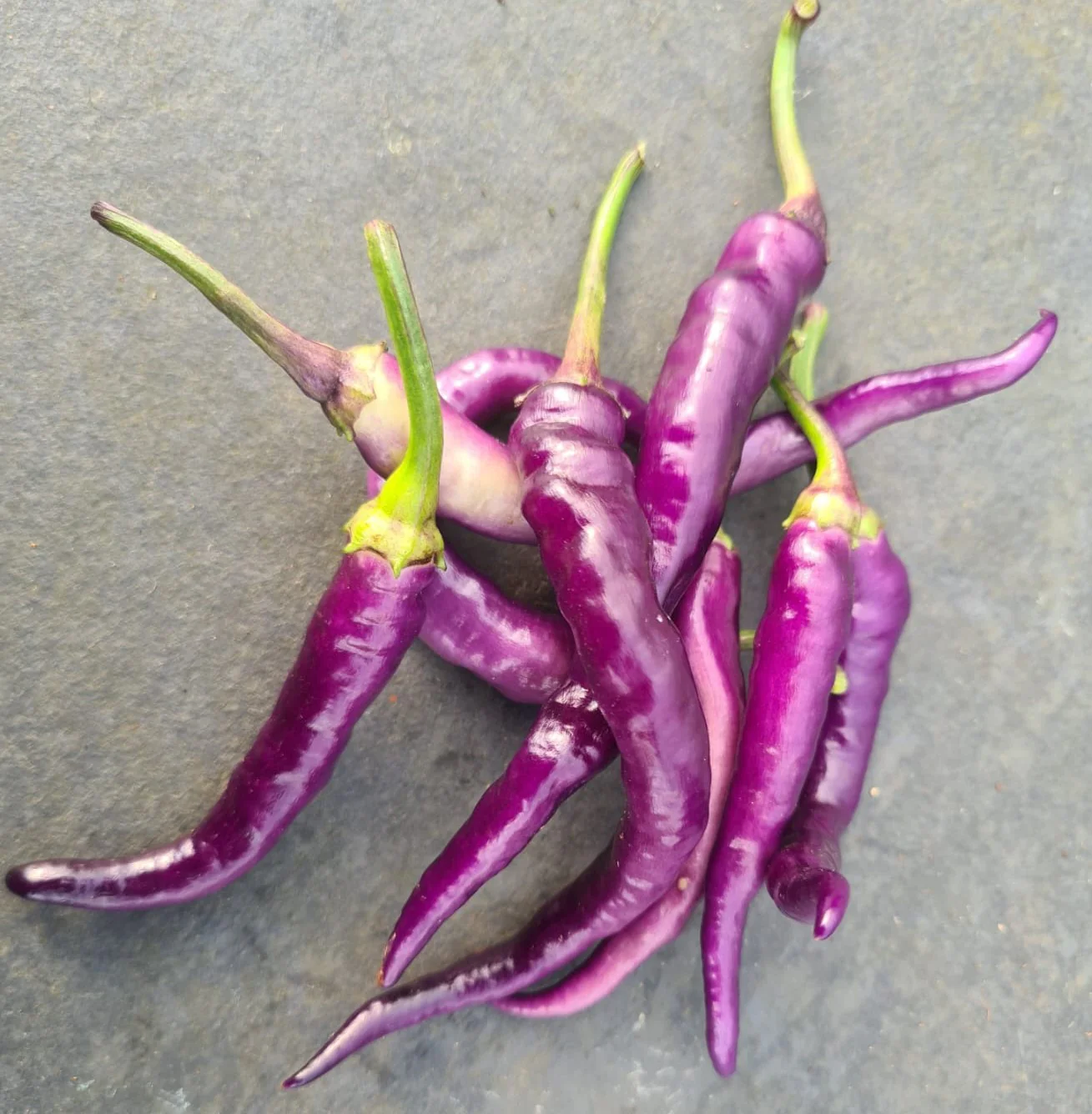 Buena Mulata 1 Litre Pot Plant - Image 3