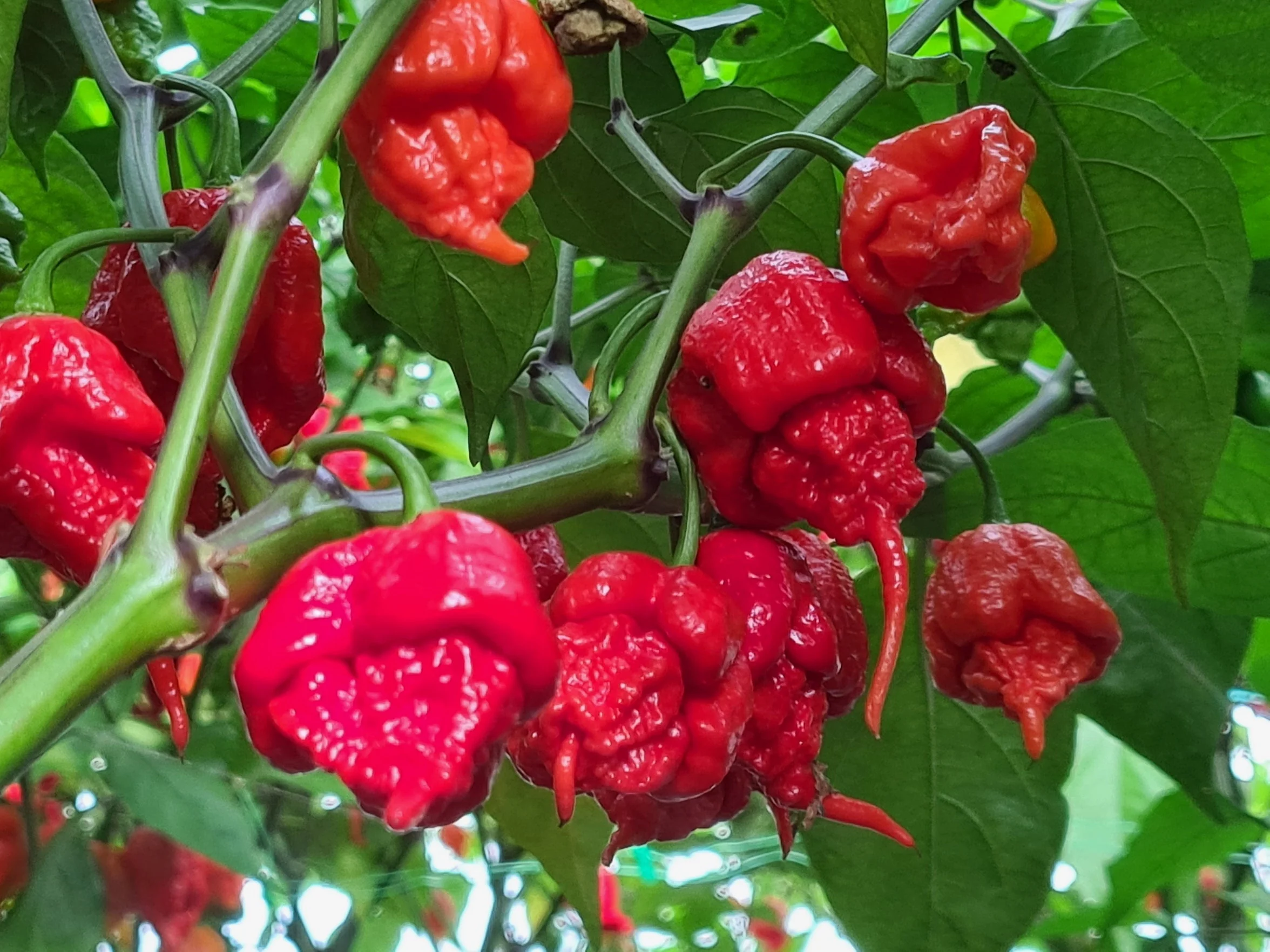 Carolina Reaper 1 Litre Pot Plant - Image 3