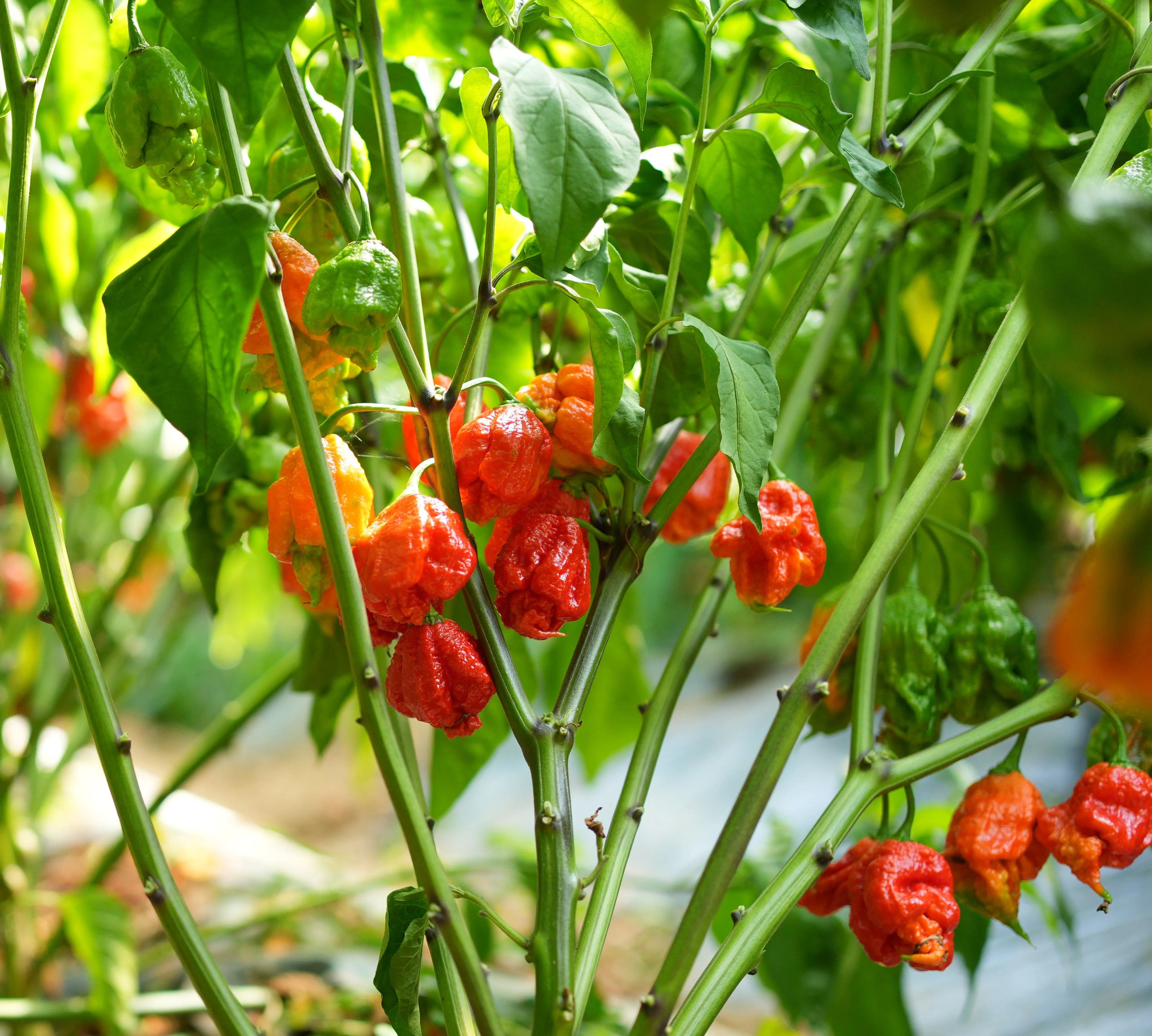 Carolina Reaper 1 Litre Pot Plant - Image 4