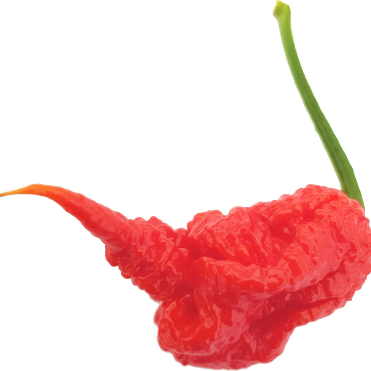 Carolina Reaper Chilli Seeds - Image 3