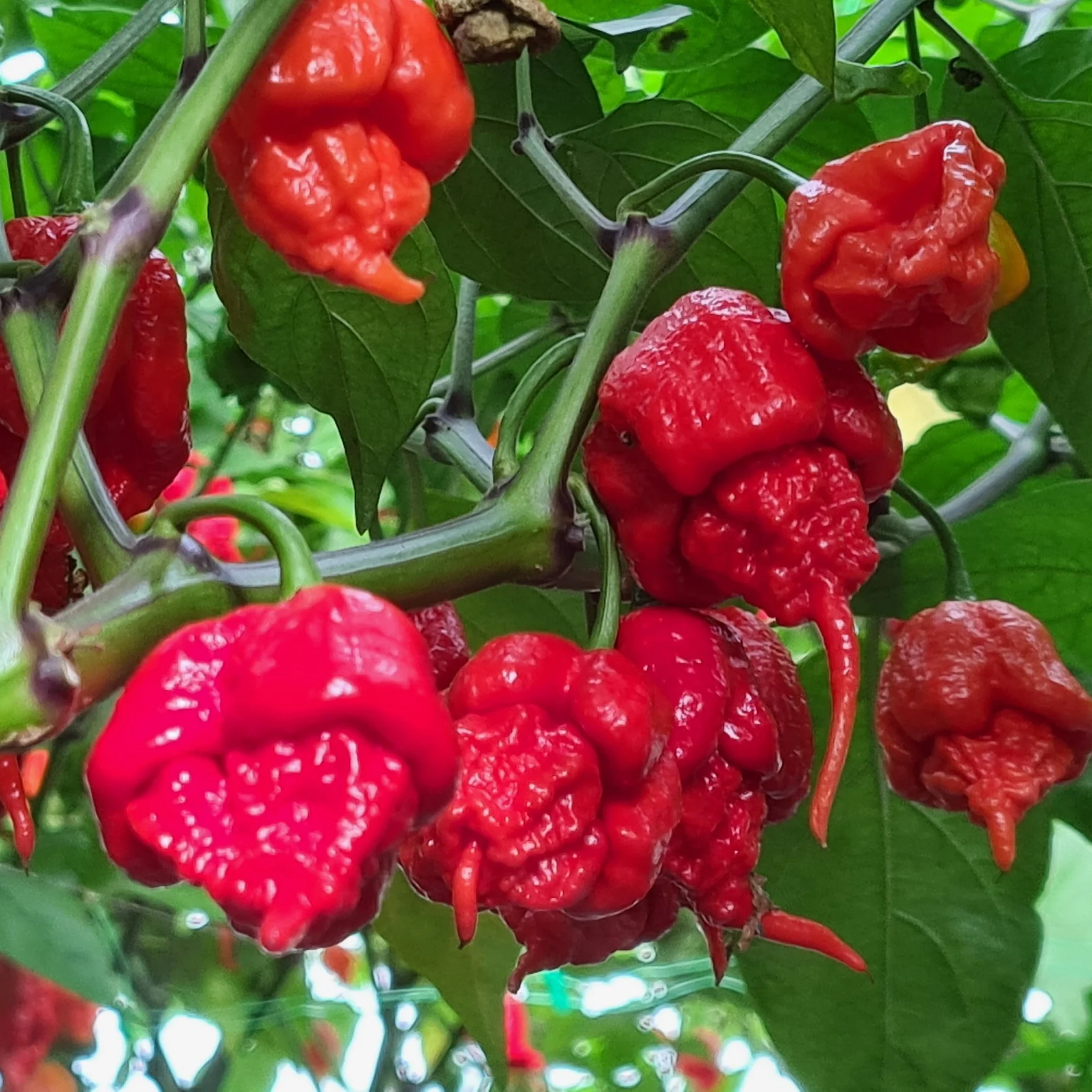 Carolina Reaper 1 Litre Pot Plant - Pre-Order Now! - Image 2