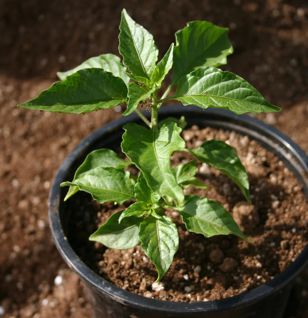 Children's Chilli Planting Workshop - Tuesday 30th May @ 11am - Image 2
