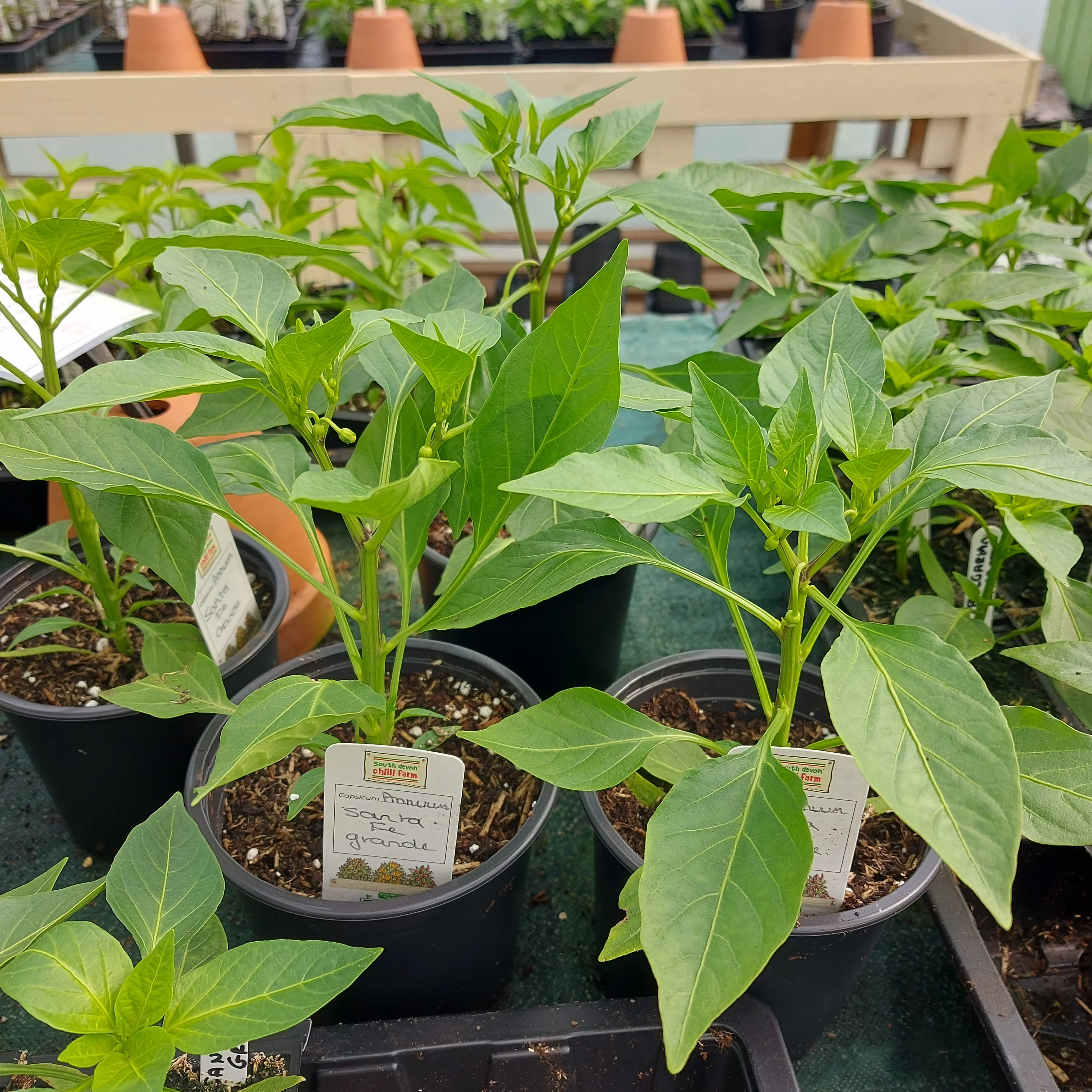 Children's Chilli Planting Workshop - Tuesday 30th May @ 11am - Image 3