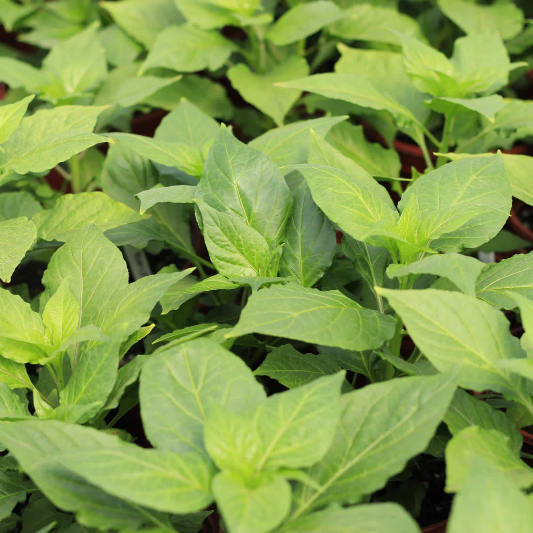 Chilli Growing Workshop - Saturday 8th April 12pm - Image 2
