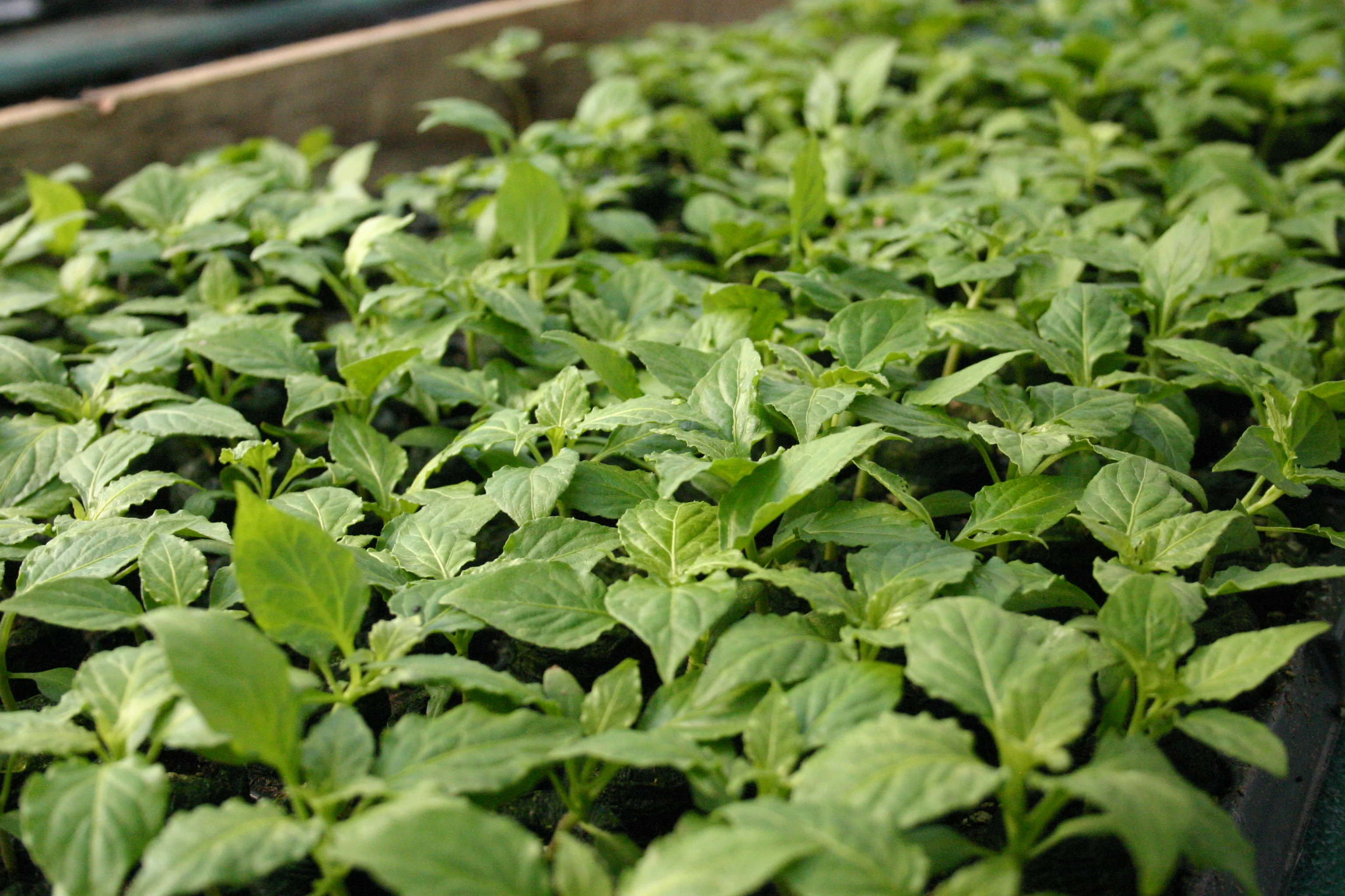 Chilli Growing Workshop - Friday 10th April 2026 - Image 4