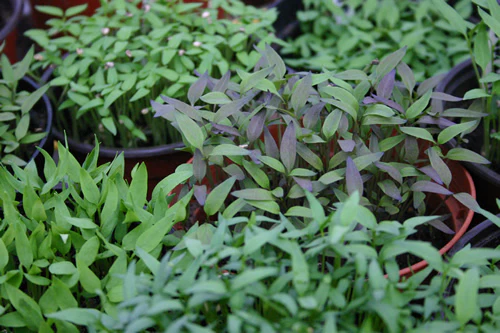 Chilli Growing Workshop - Saturday 22nd April 12pm - Image 2