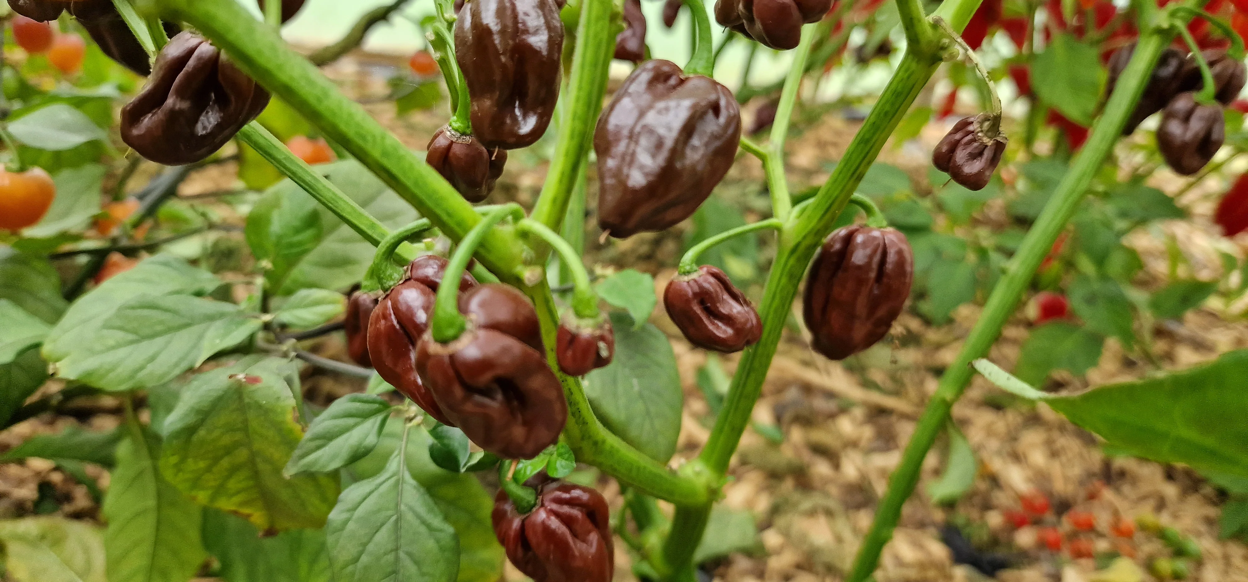 Chocolate Habanero Chilli Seeds - Image 2