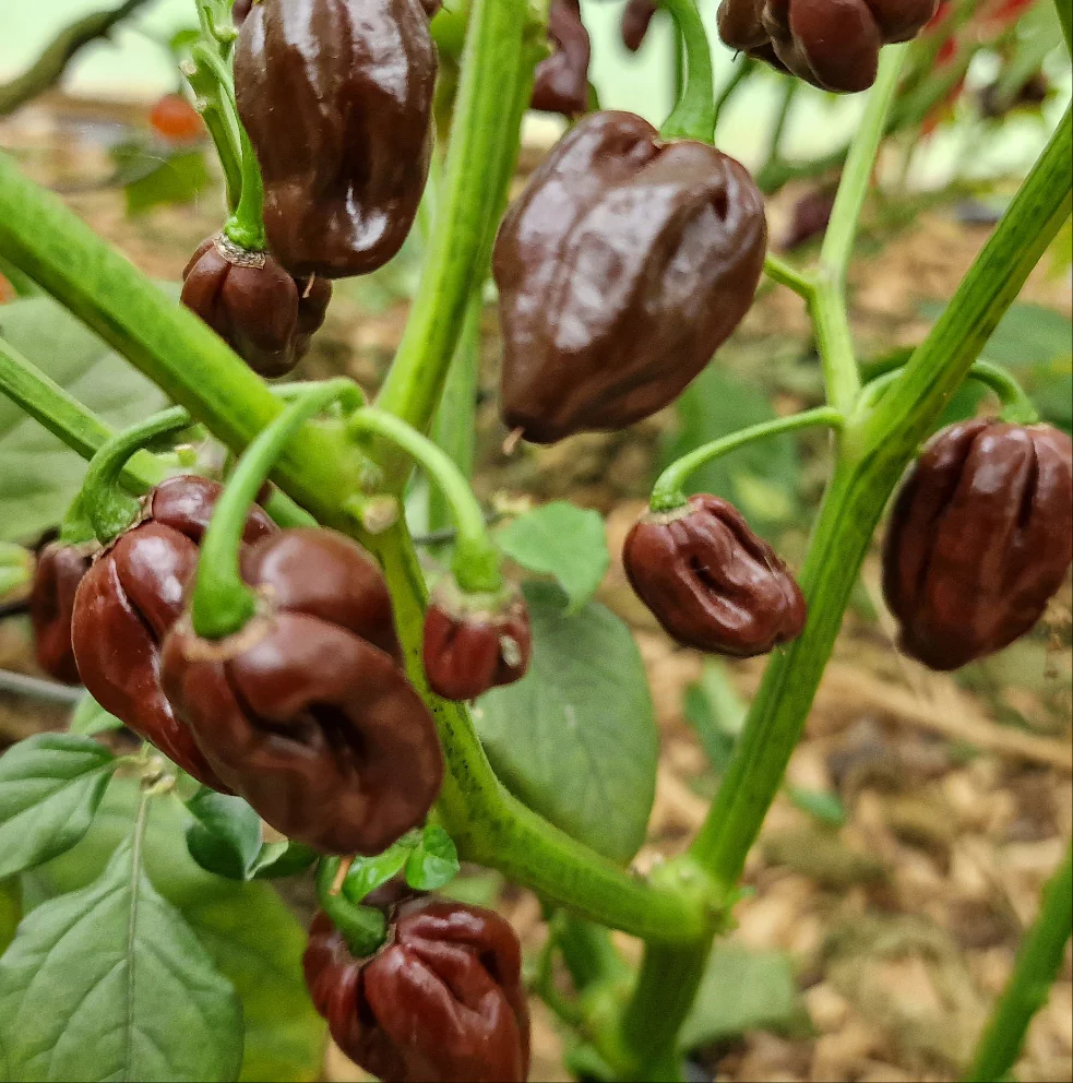 Chocolate Habanero Chilli Seeds - Image 3