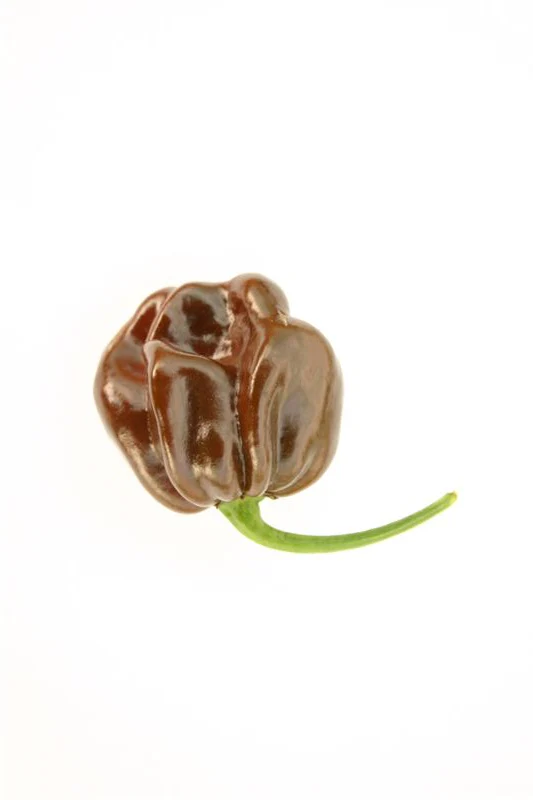Chocolate Habanero 1 Litre Pot Plant - Image 2