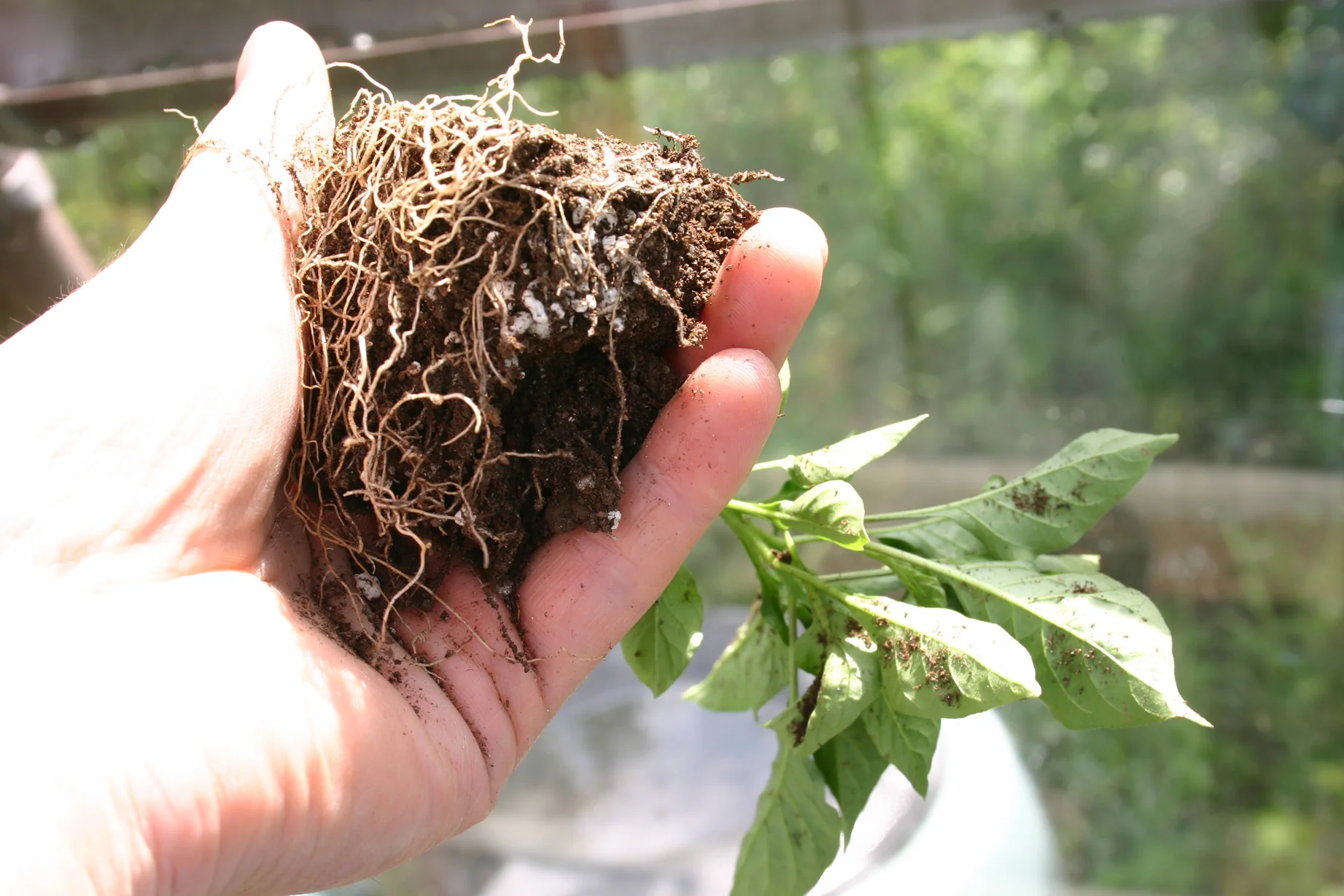 Children's Chilli Planting Workshop - Thursday 1st June @ 11am - Image 2