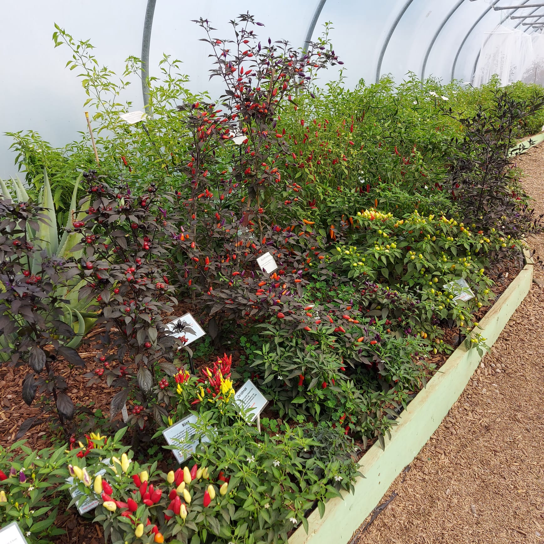SDCF Show Tunnel Chilli Seed Mix 2 (50,000 SHUs and above) - Image 2