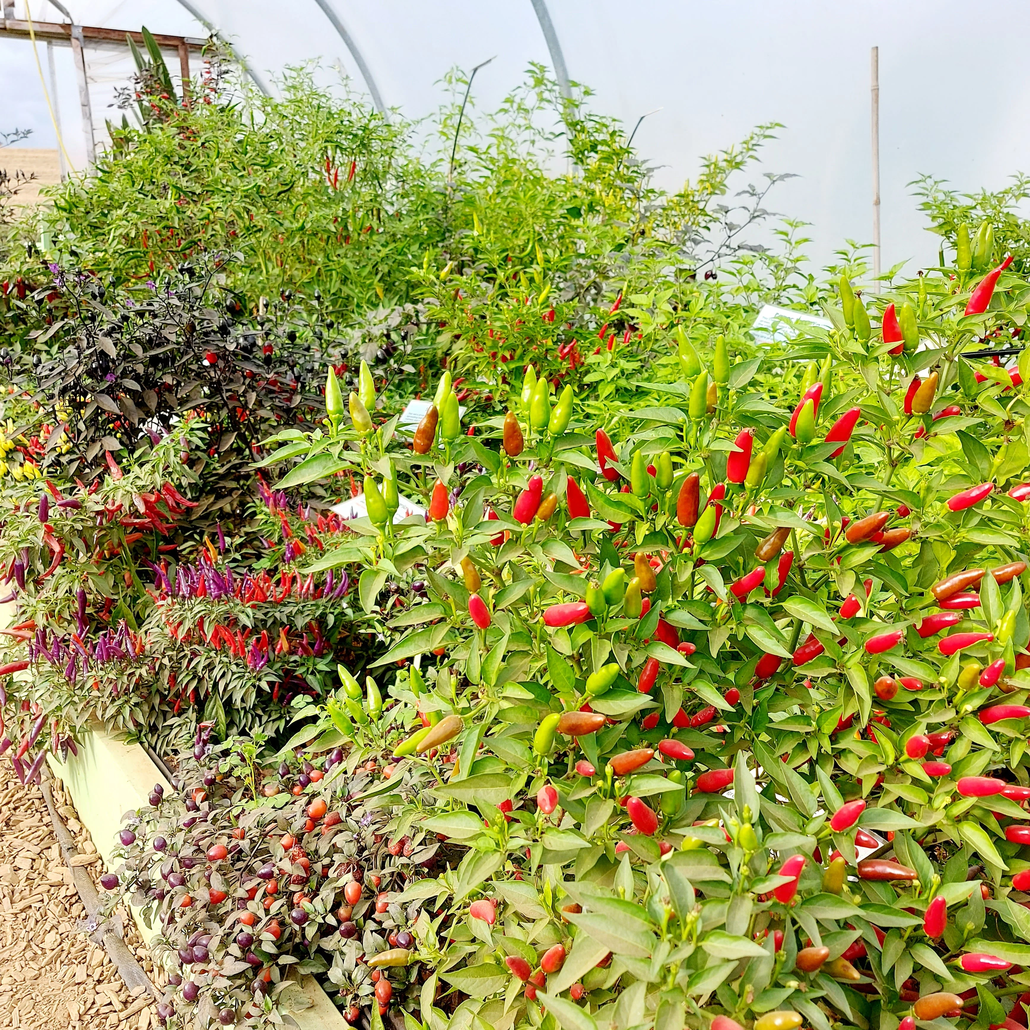 SDCF Show Tunnel Chilli Seed Mix 2 (50,000 SHUs and above) - Image 3