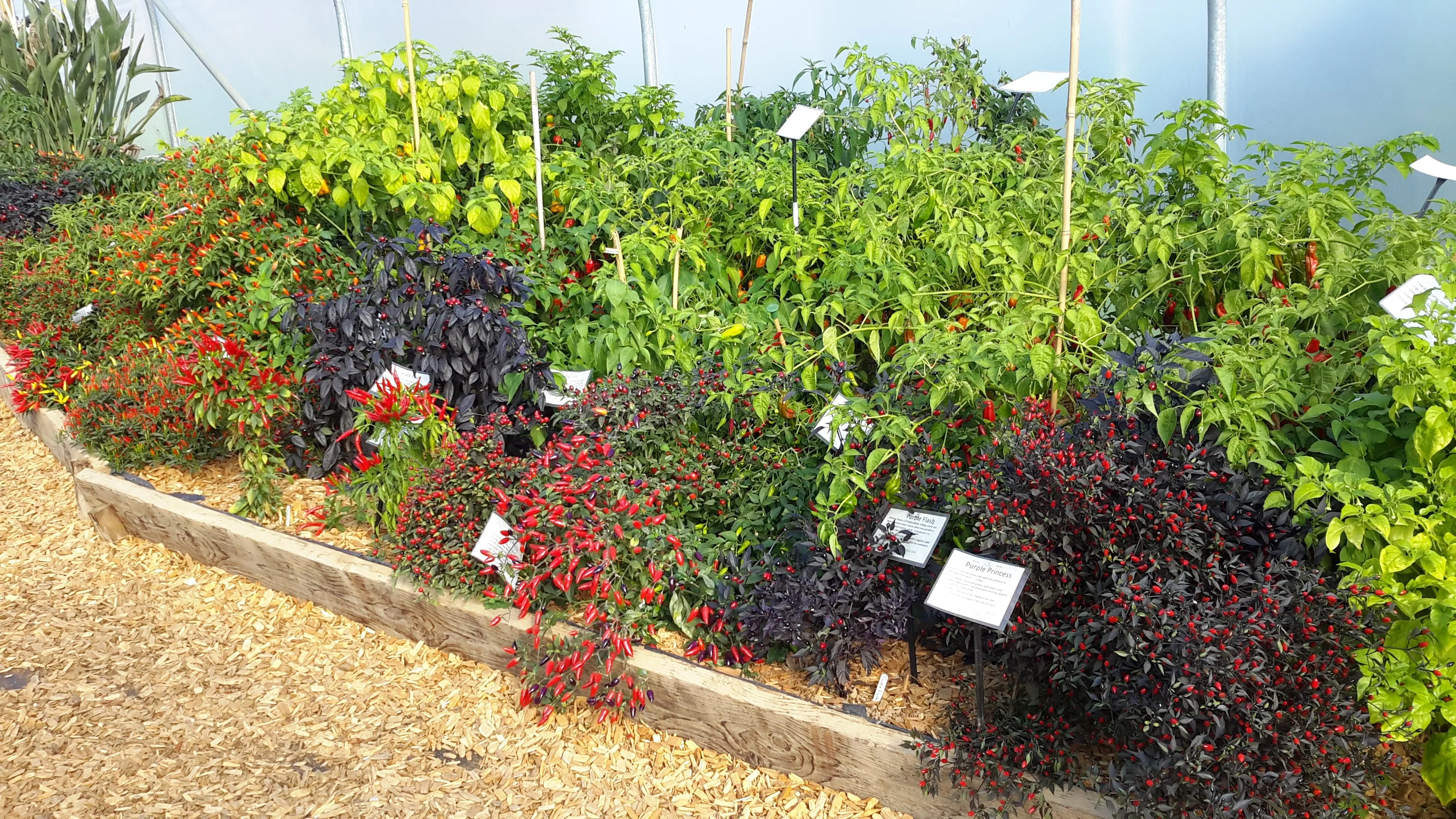 SDCF Show Tunnel Chilli Seed Mix 2 (50,000 SHUs and above) - Image 4
