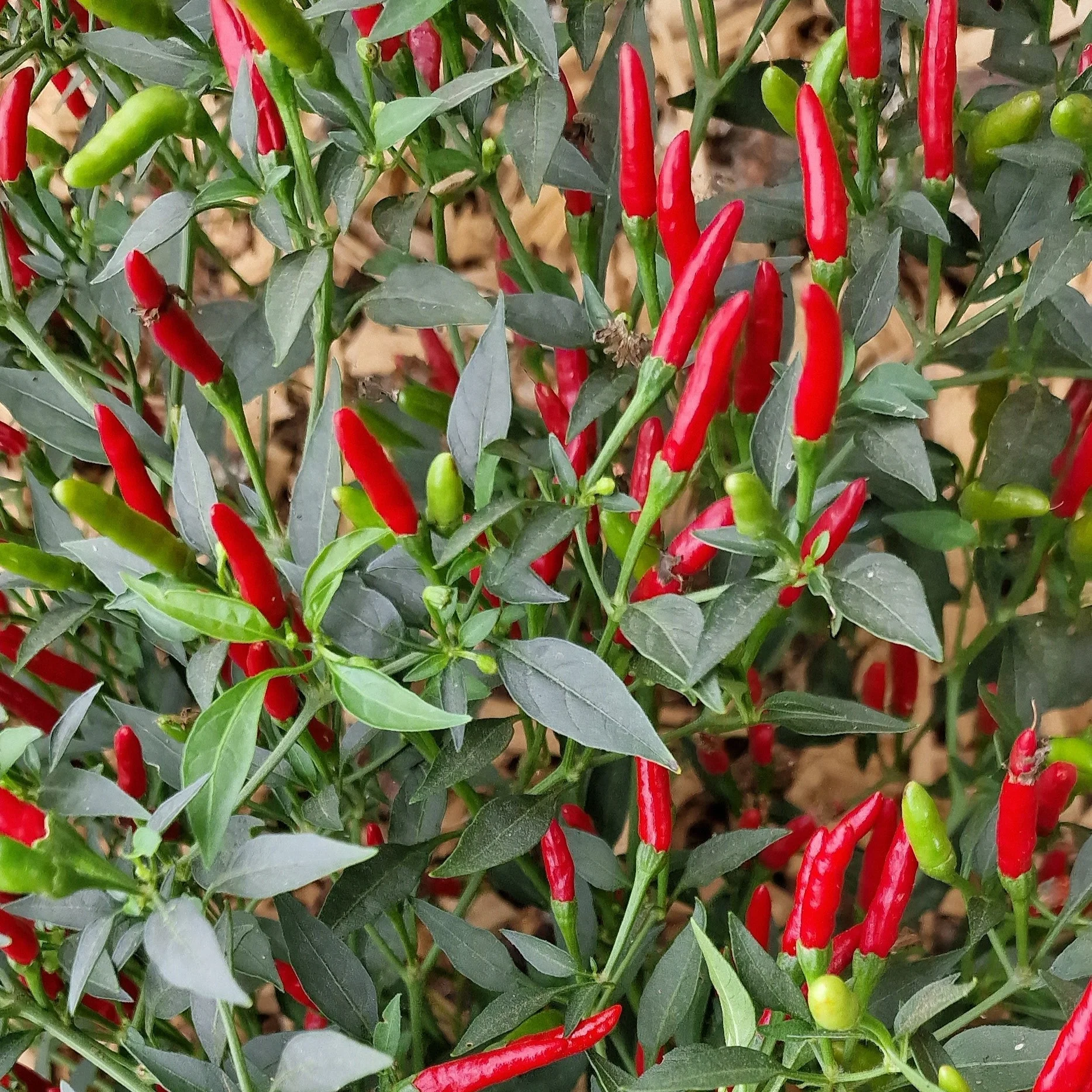 Demon Red 1 Litre Pot Plant - Image 2