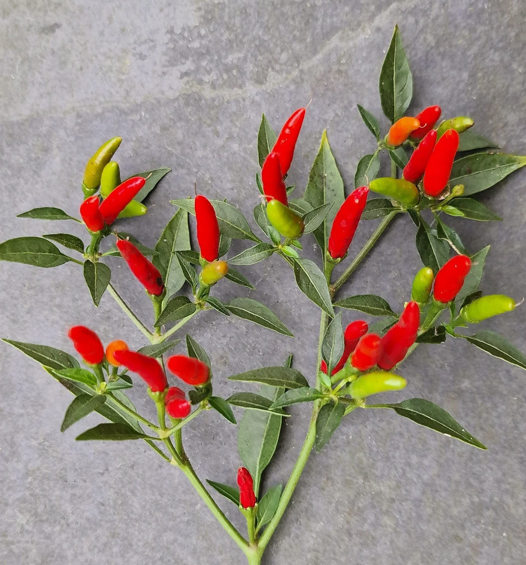 Demon Red 1 Litre Pot Plant - Image 3