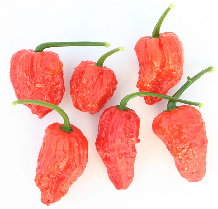 Dried Bhut Jolokia Chillies (Home Grown) - Image 5