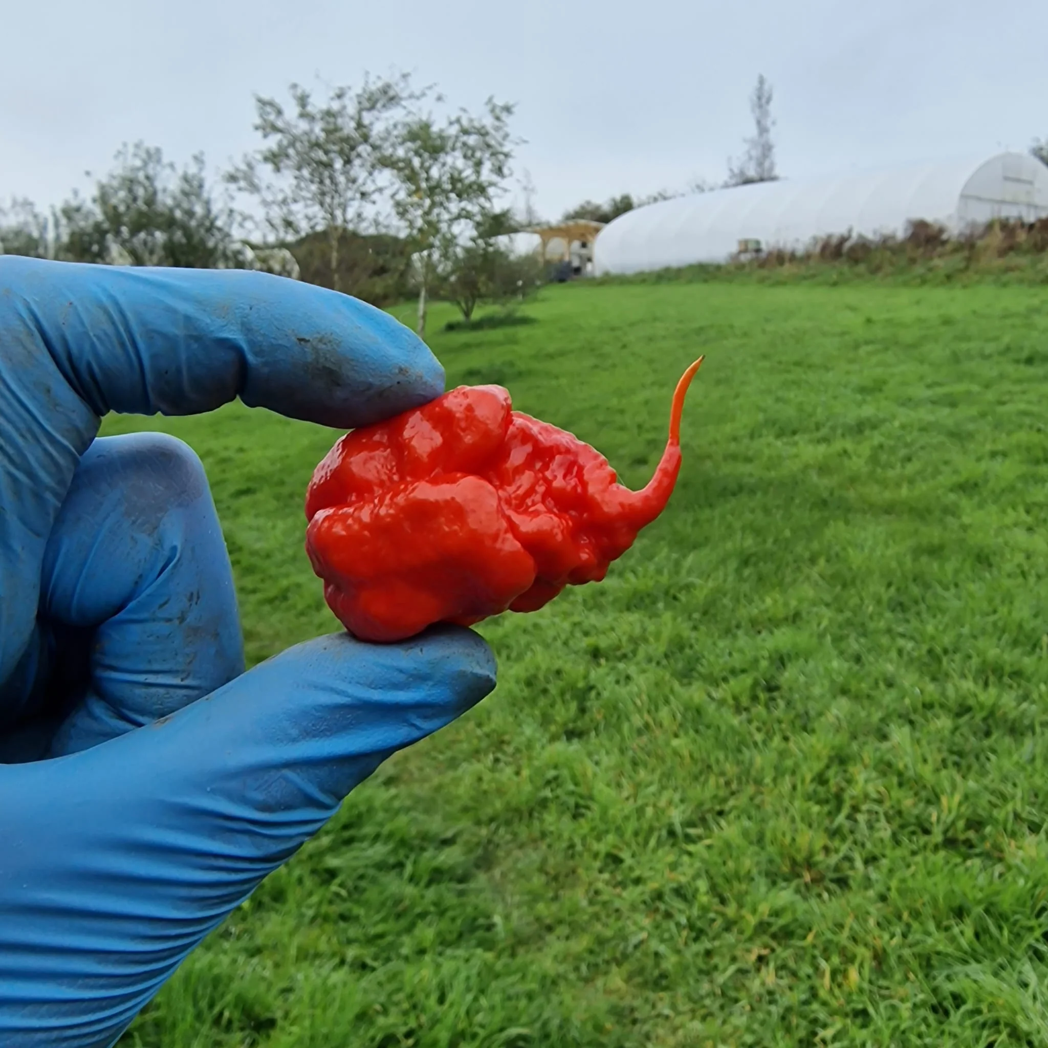 Reaper Chilli Sauce - Image 3