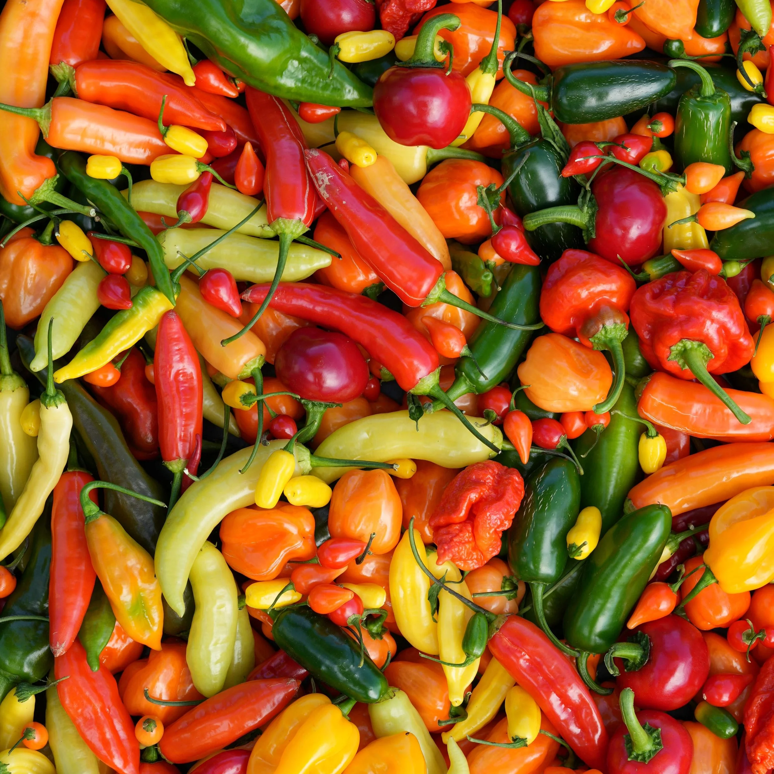 Dried Mixed Chillies (Home Grown) - Image 4