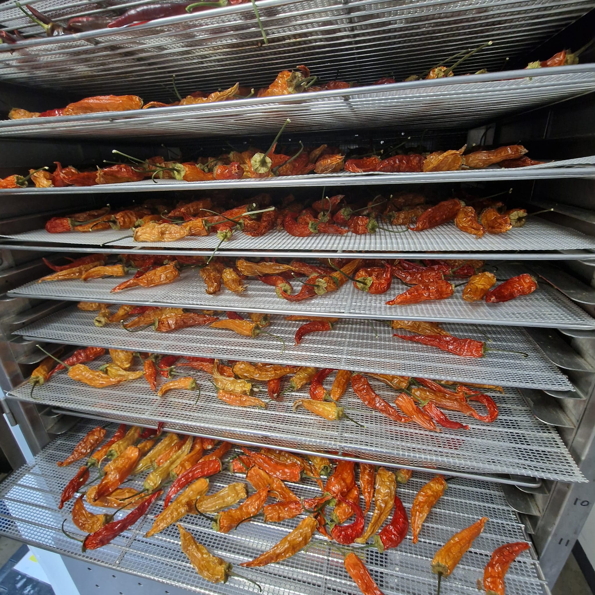 Dried Bhut Jolokia Chillies (Home Grown) - Image 4